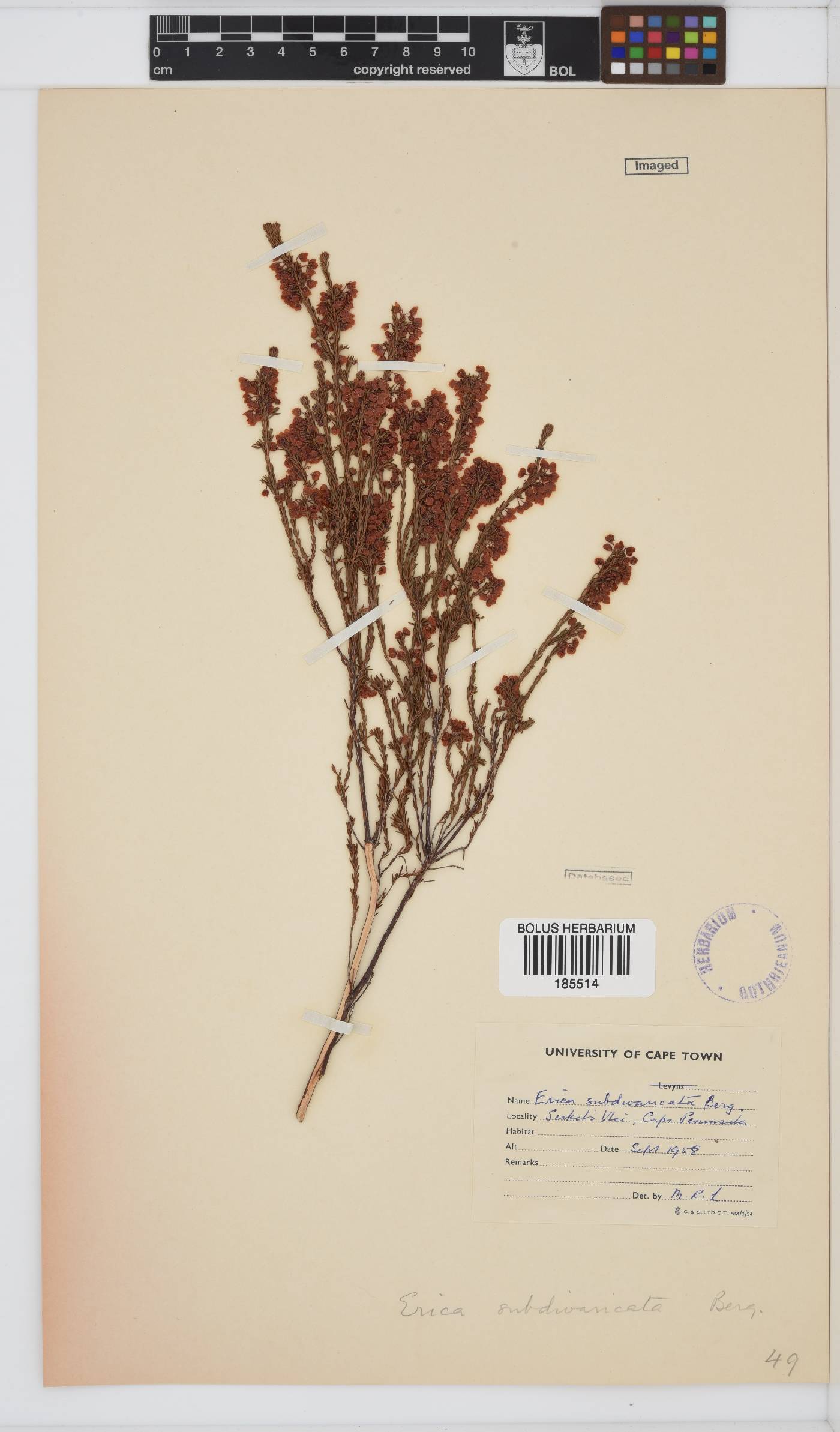 Erica subdivaricata image
