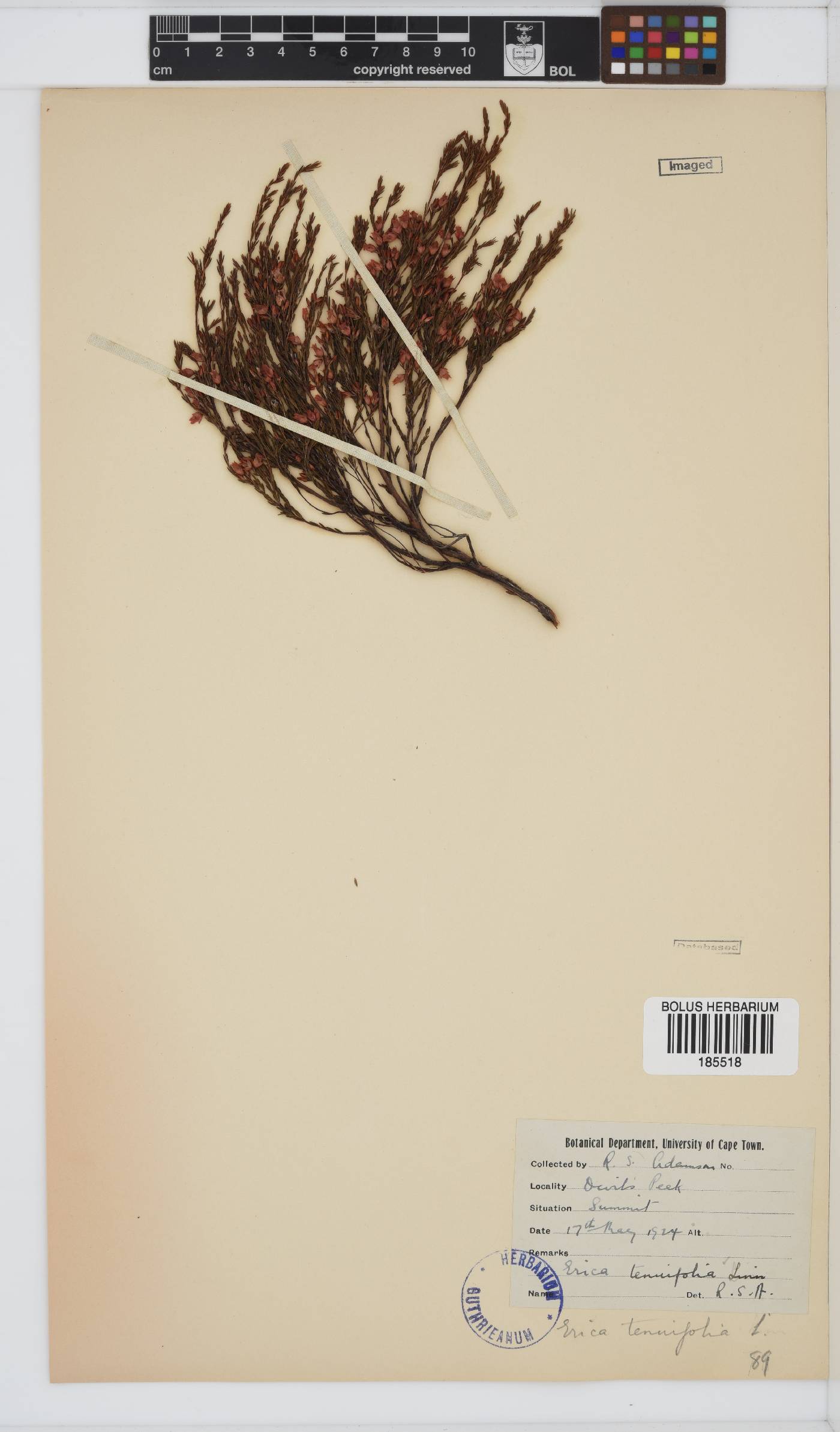 Erica tenuifolia image