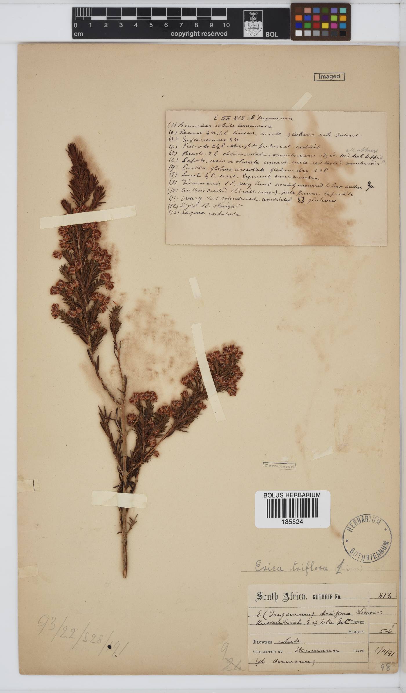 Ericaceae image