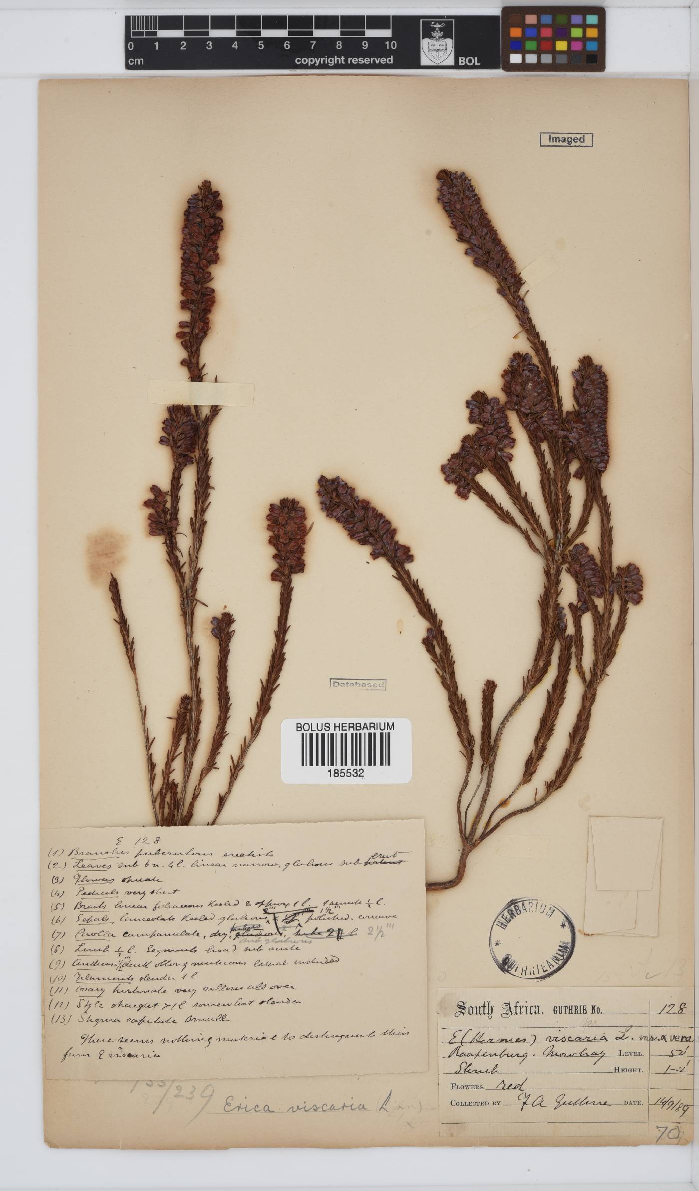 Erica viscaria subsp. viscaria image