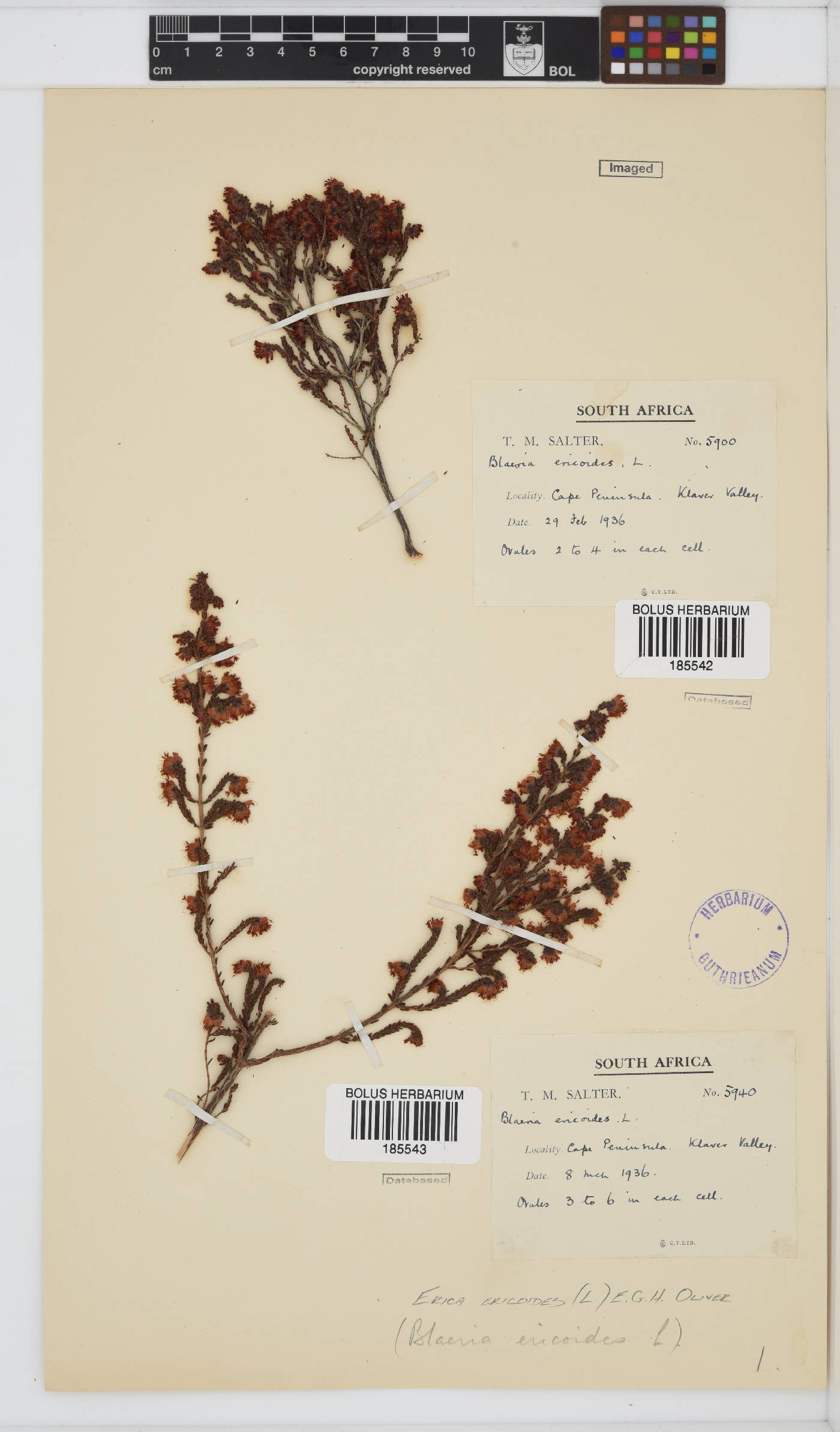 Erica ericoides image