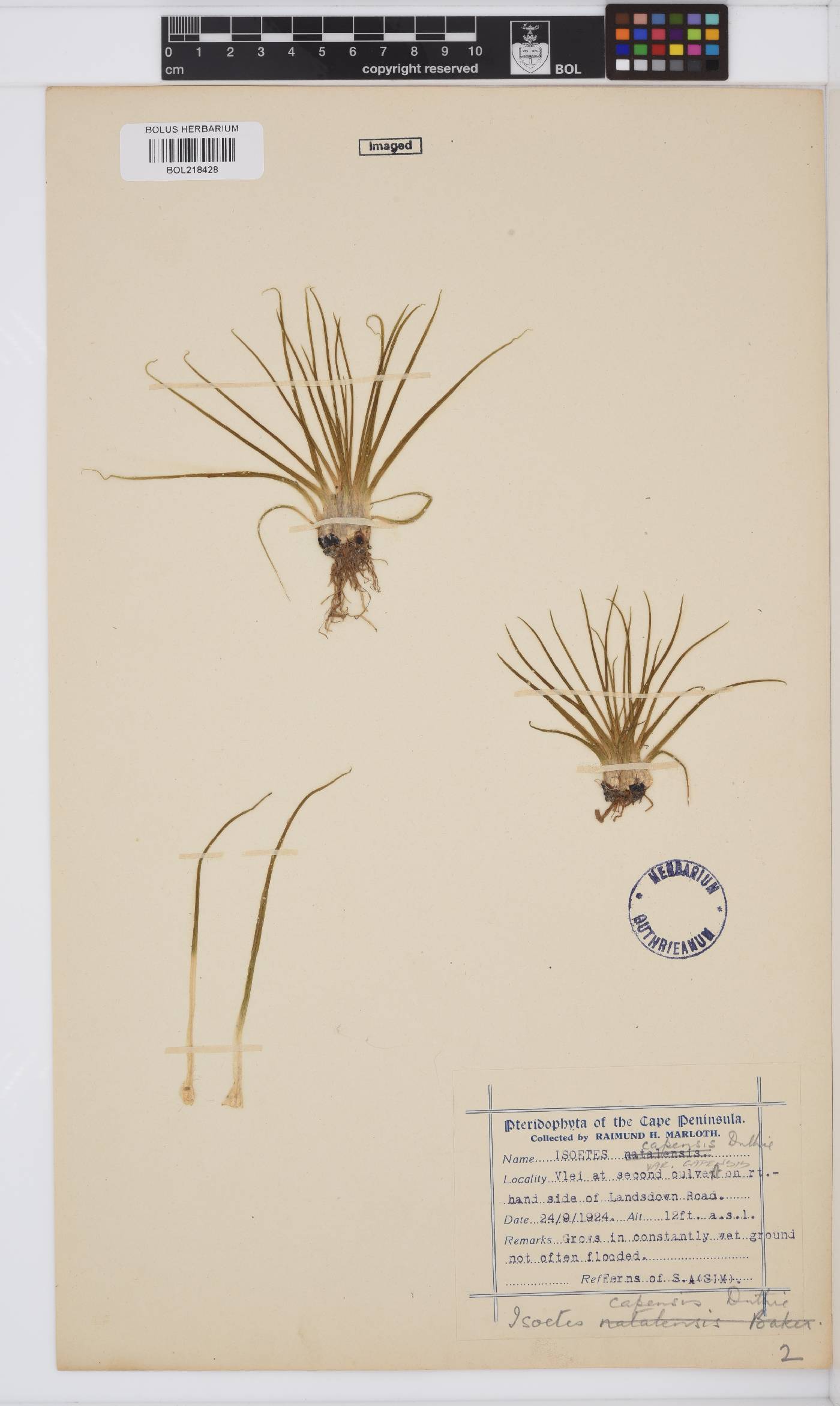 Isoetes capensis image