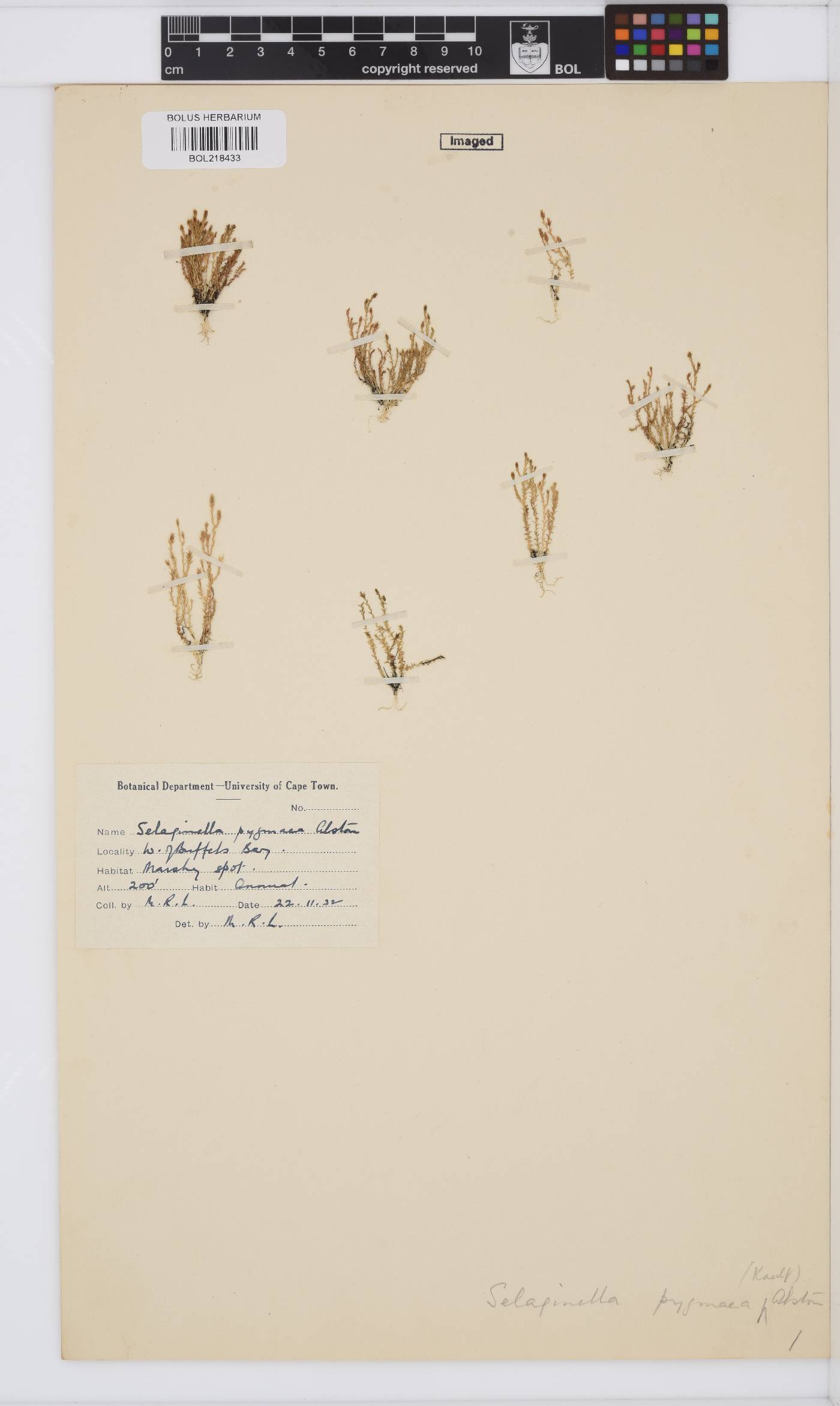 Selaginella pygmaea image