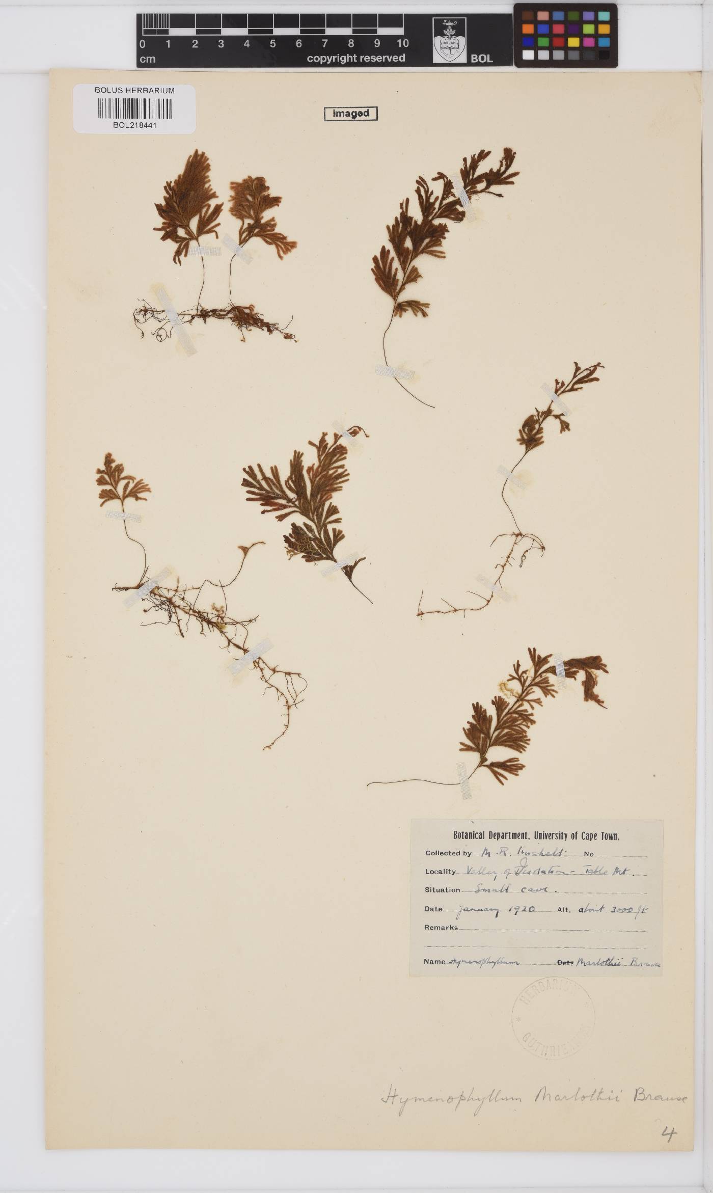 Hymenophyllum aeruginosum image