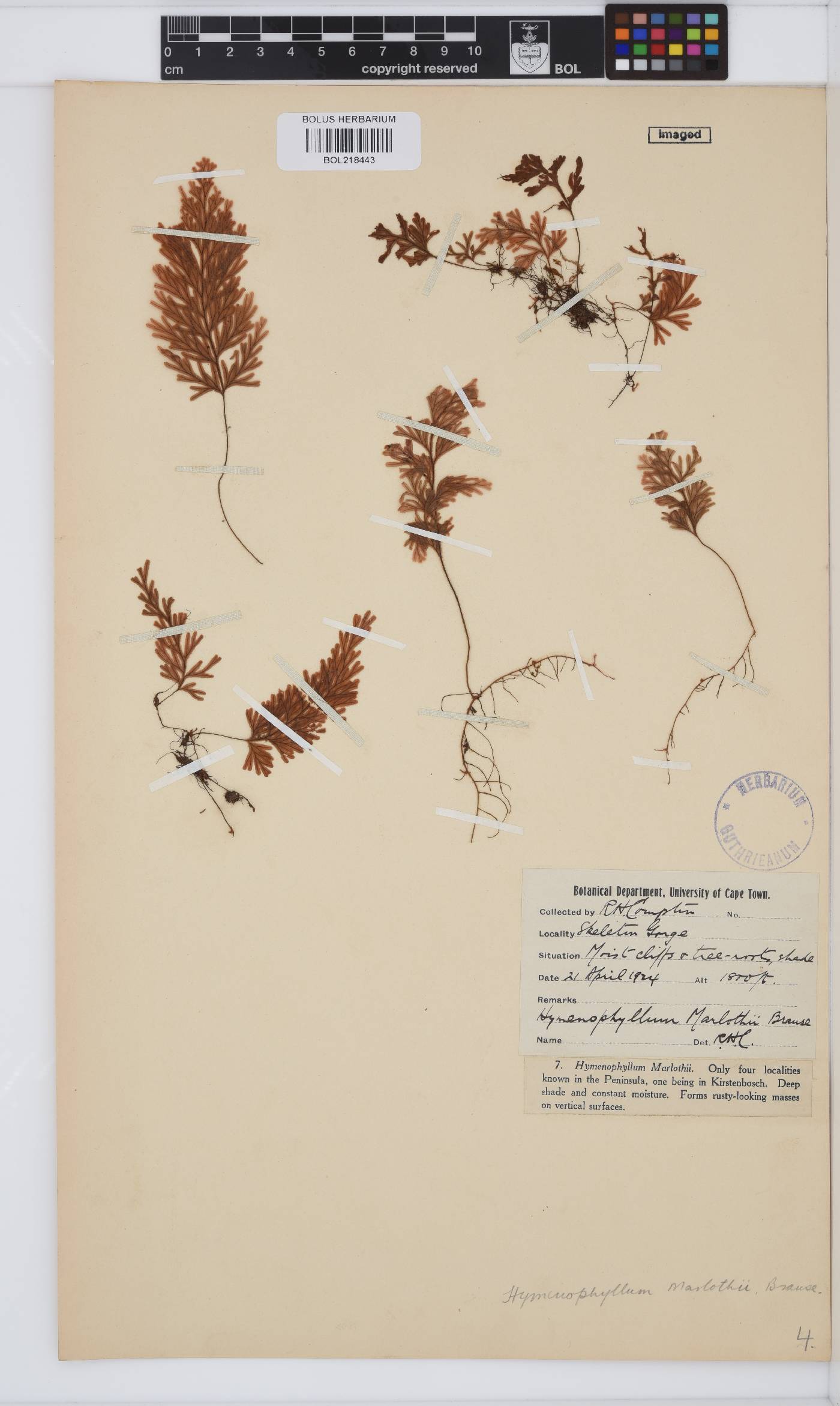 Hymenophyllaceae image