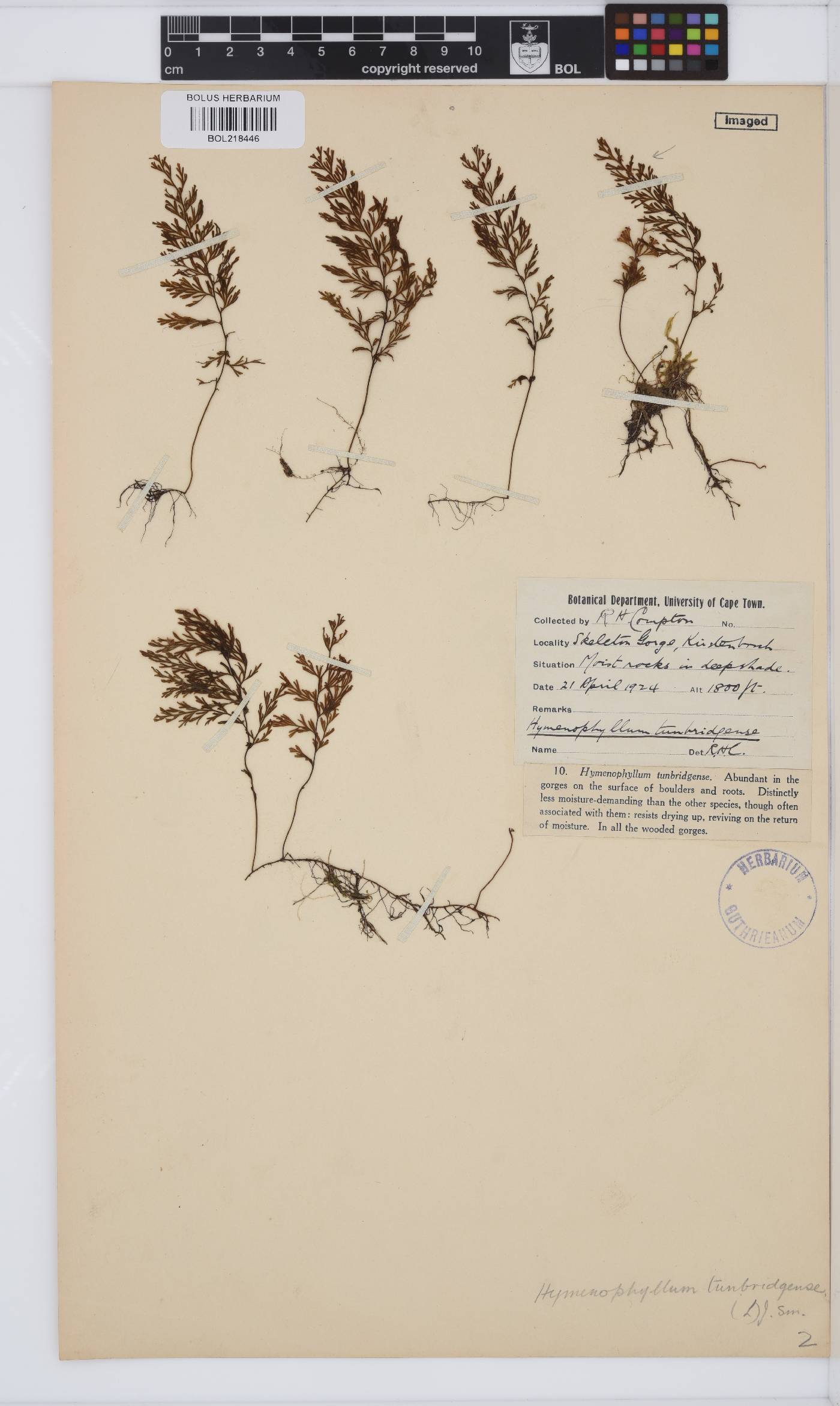 Hymenophyllum tunbridgense image