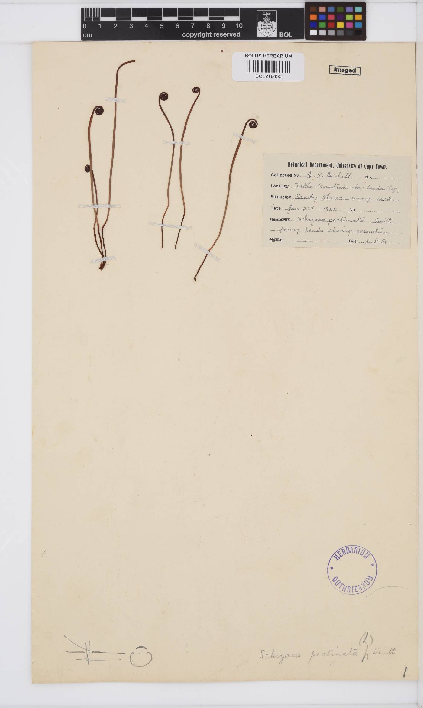 Schizaeaceae image