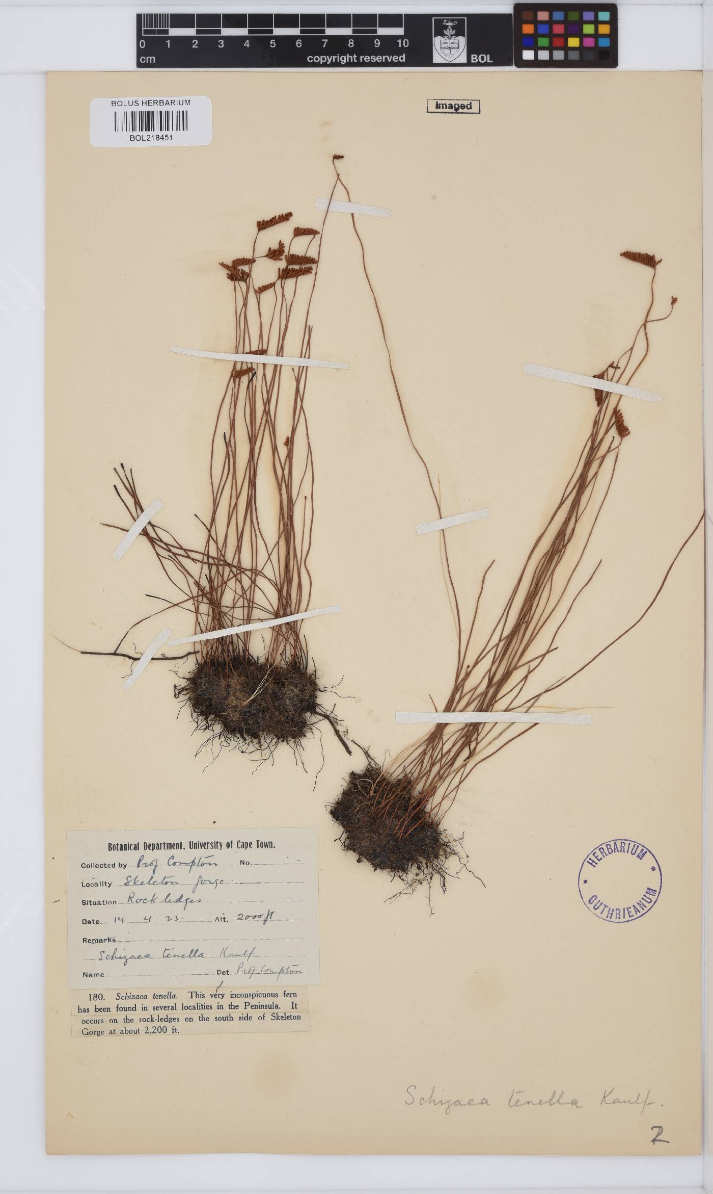 Schizaea tenella image