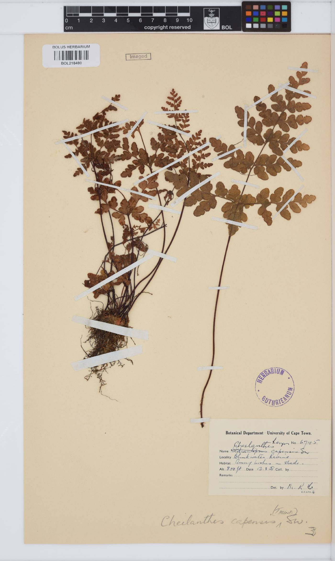 Cheilanthes capensis image