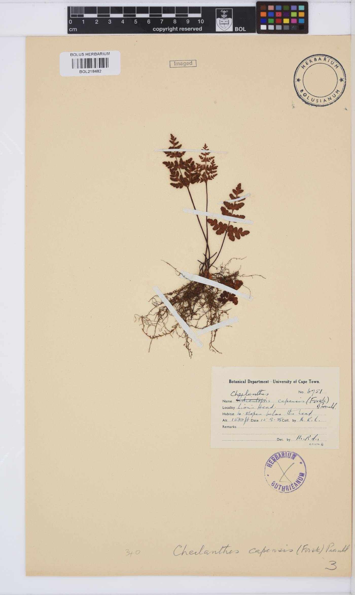 Cheilanthes capensis image