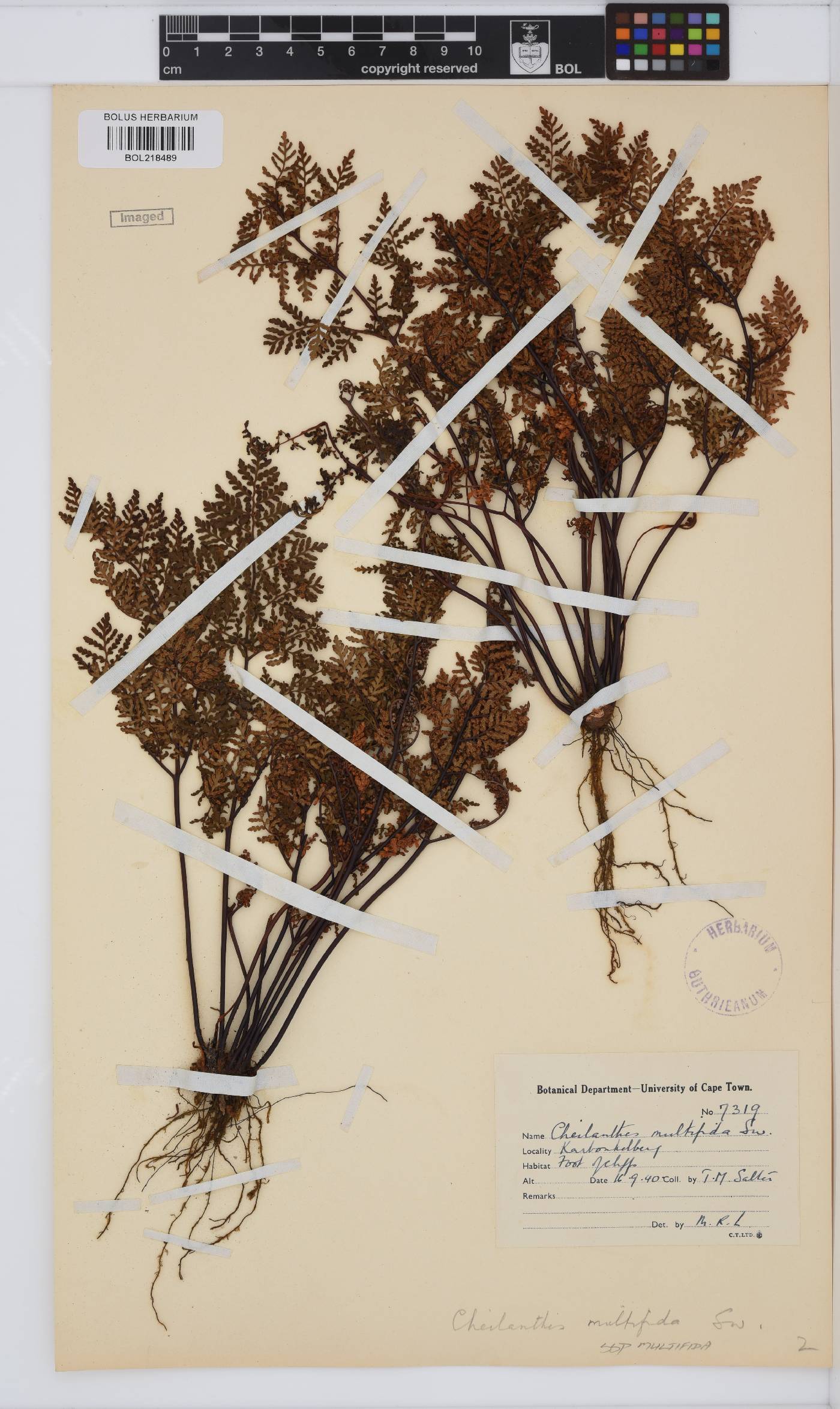 Cheilanthes multifida subsp. multifida image