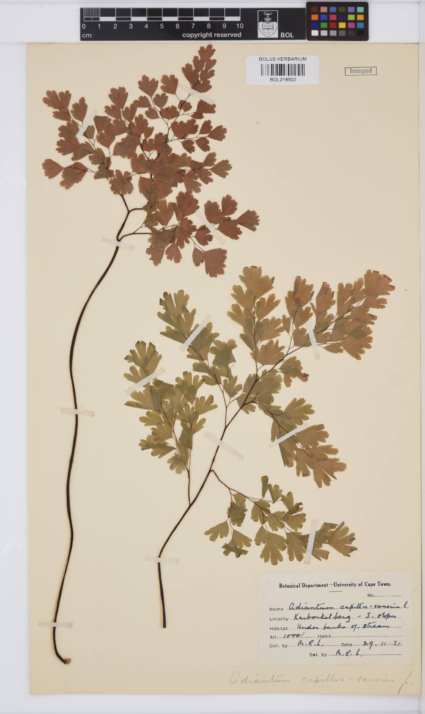 Adiantum capillus-veneris image