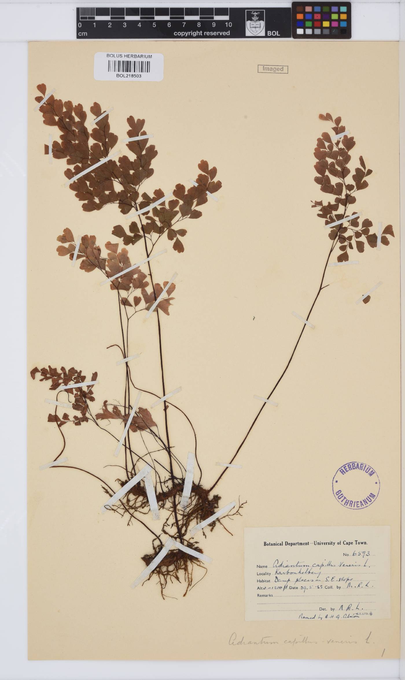 Adiantum capillus-veneris image