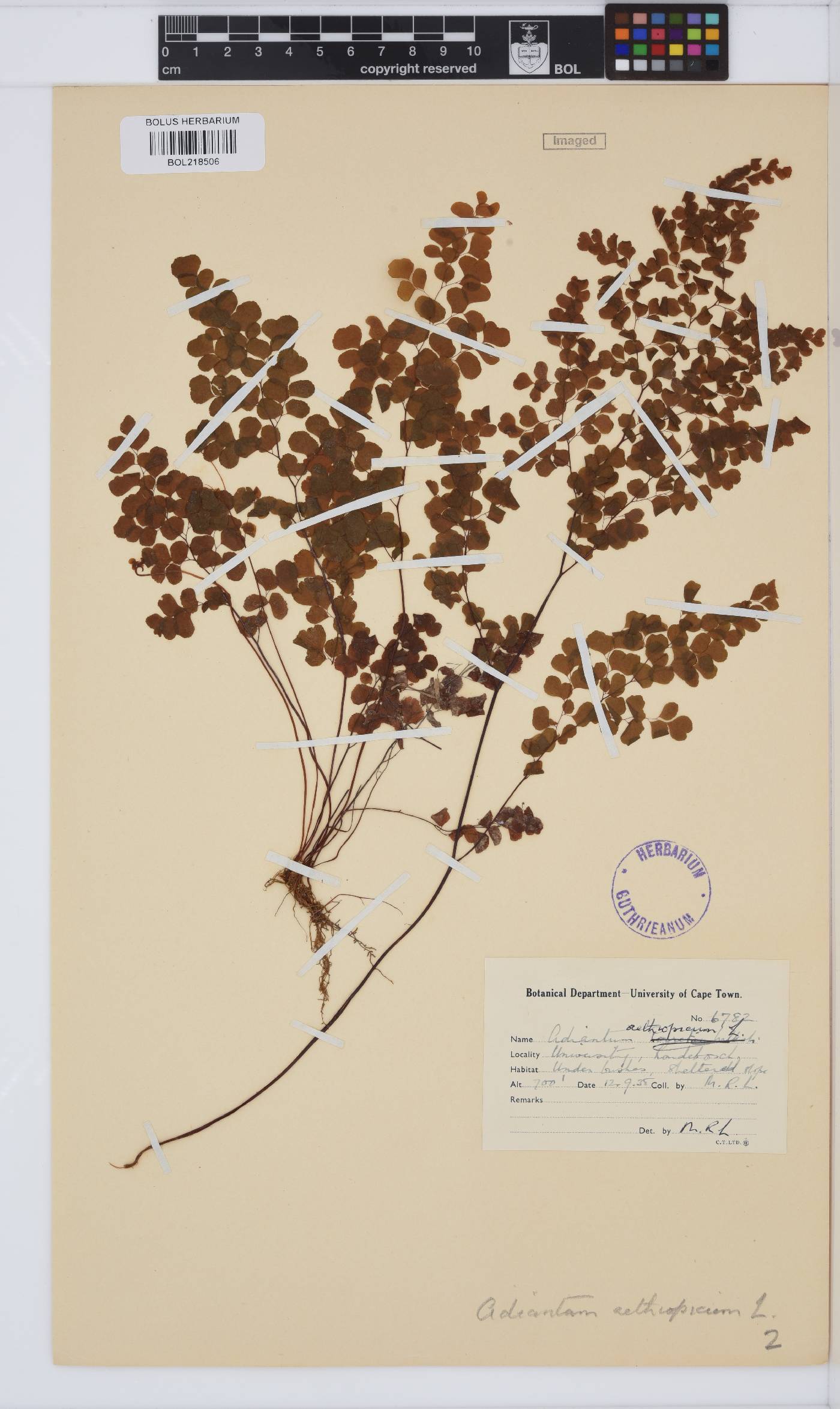 Adiantum aethiopicum image