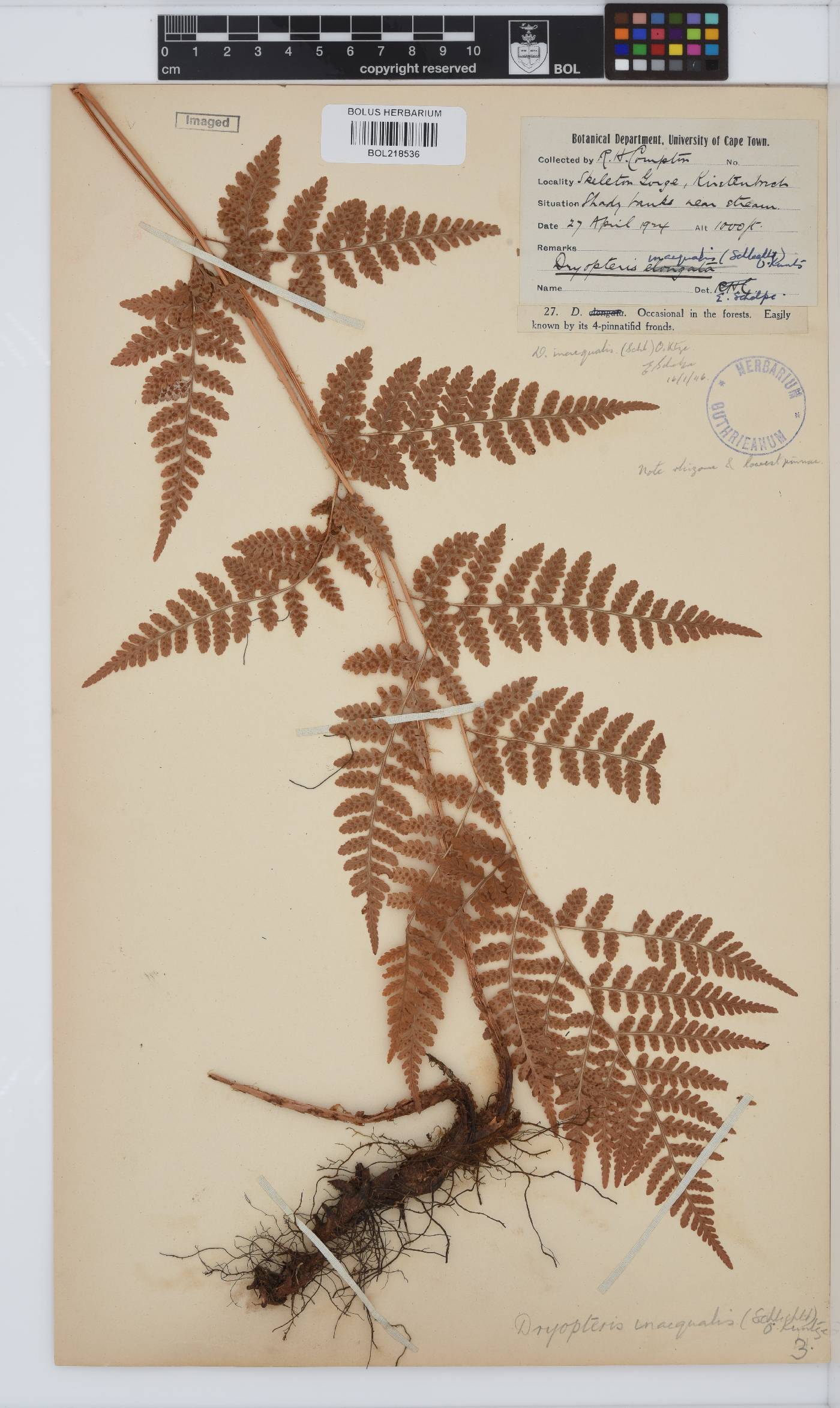 Dryopteris inaequalis image