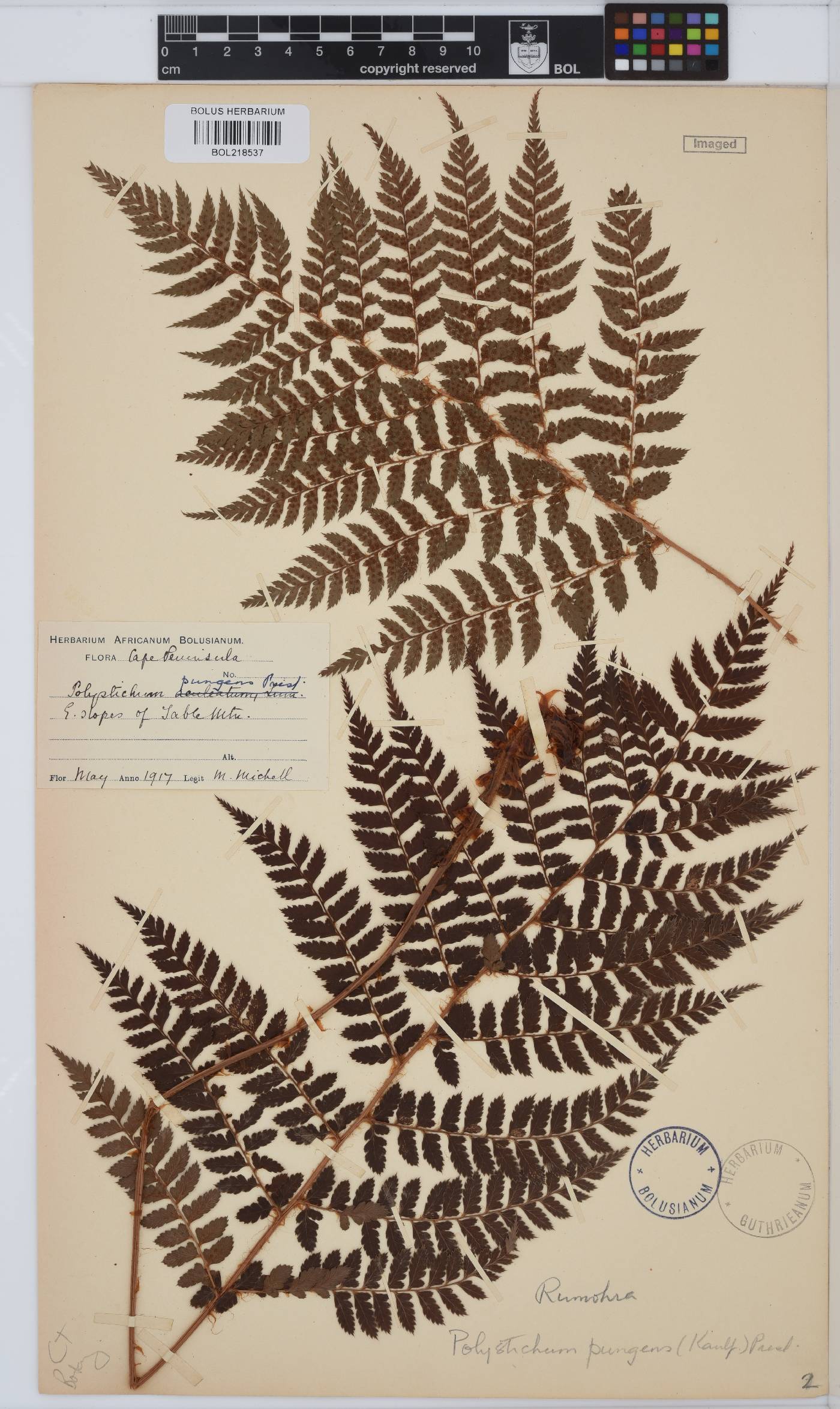 Polystichum pungens image