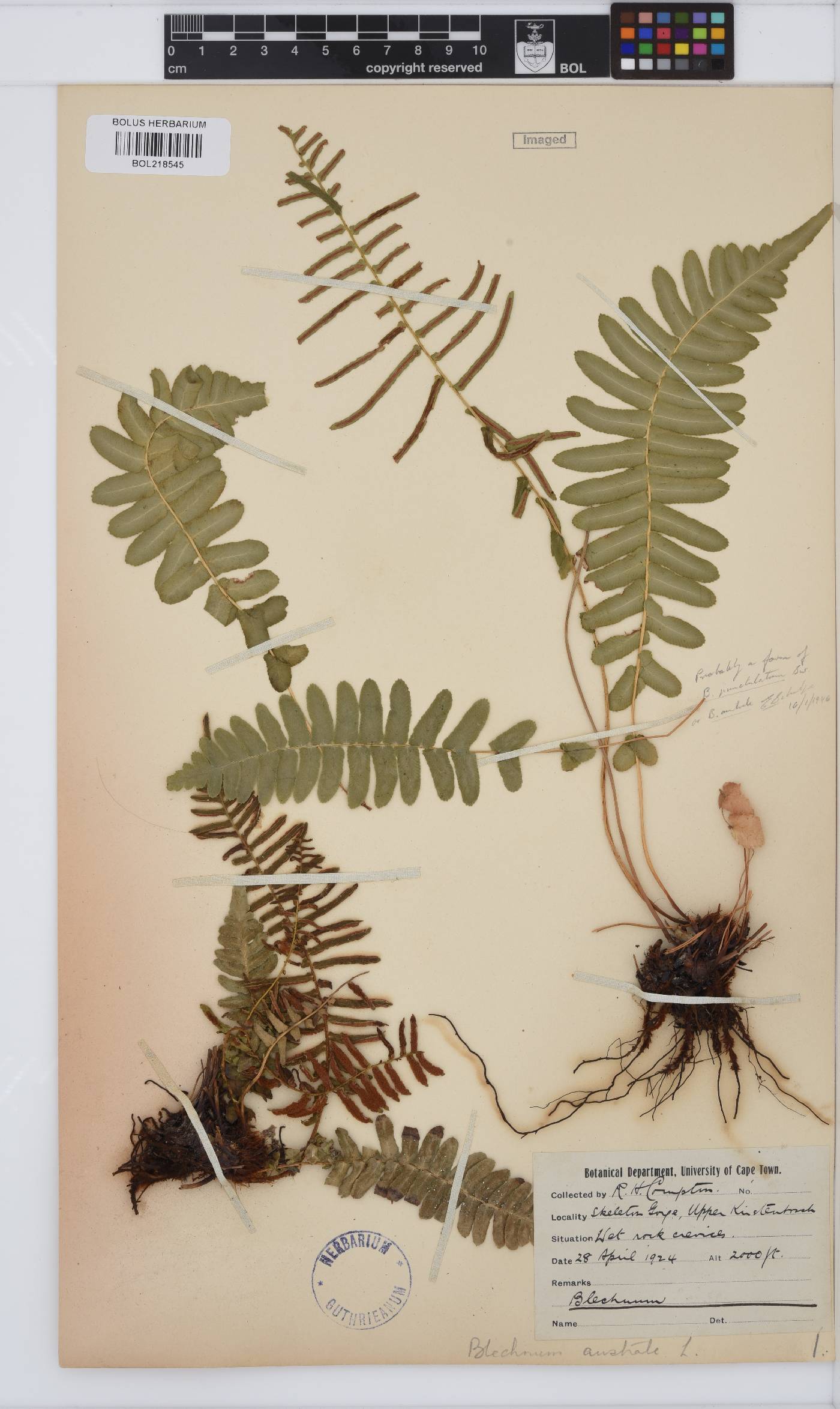 Blechnum image