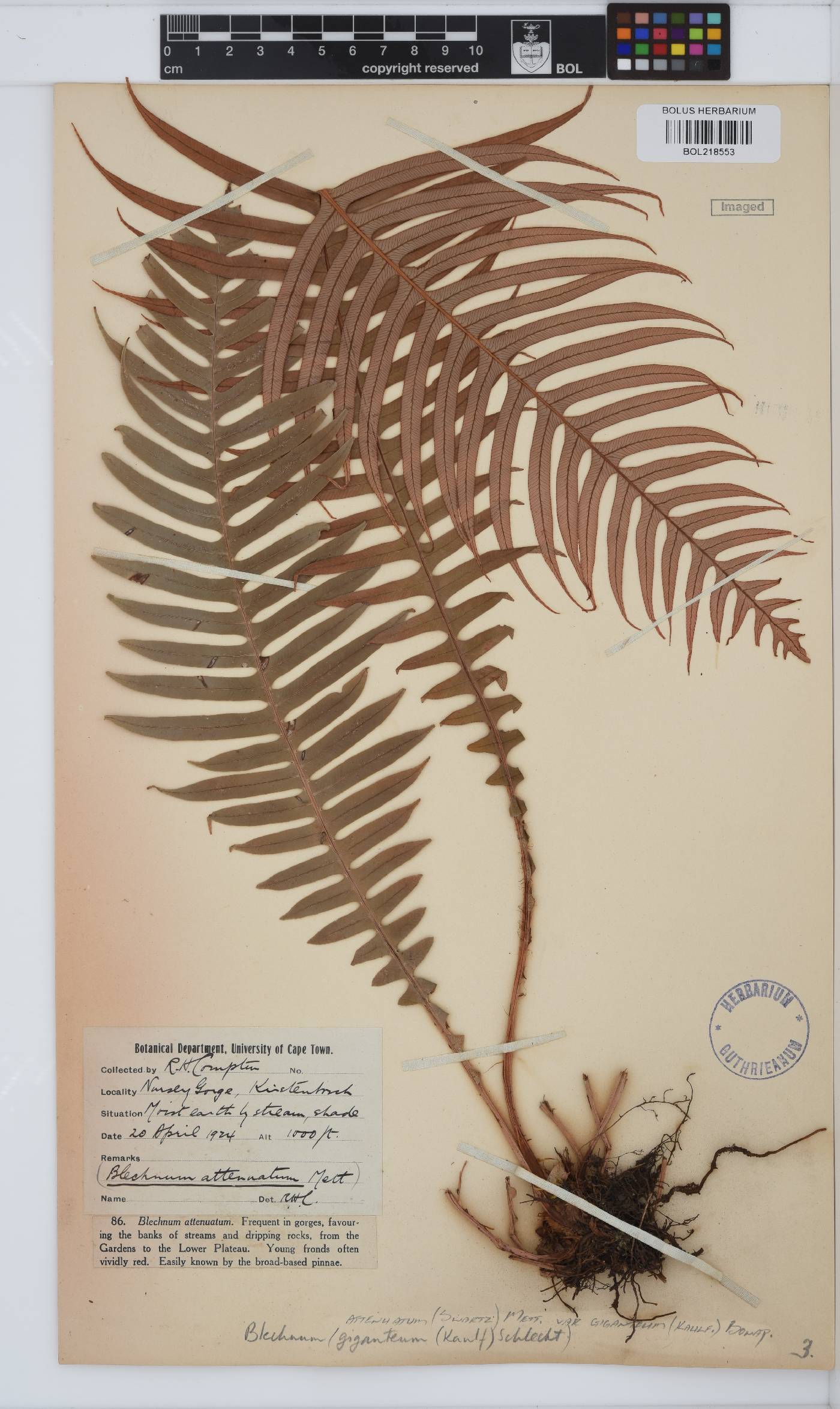 Blechnum attenuatum image