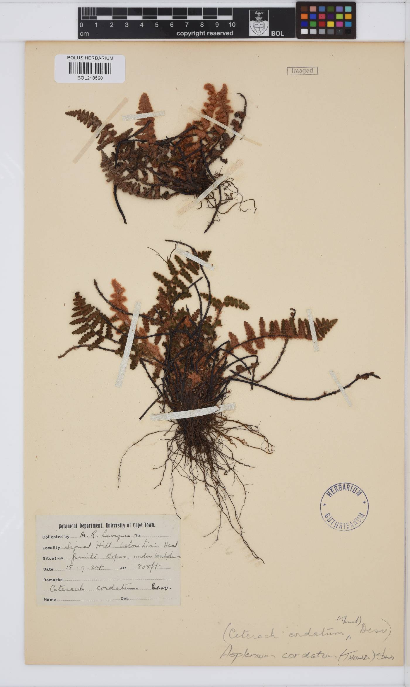 Aspleniaceae image