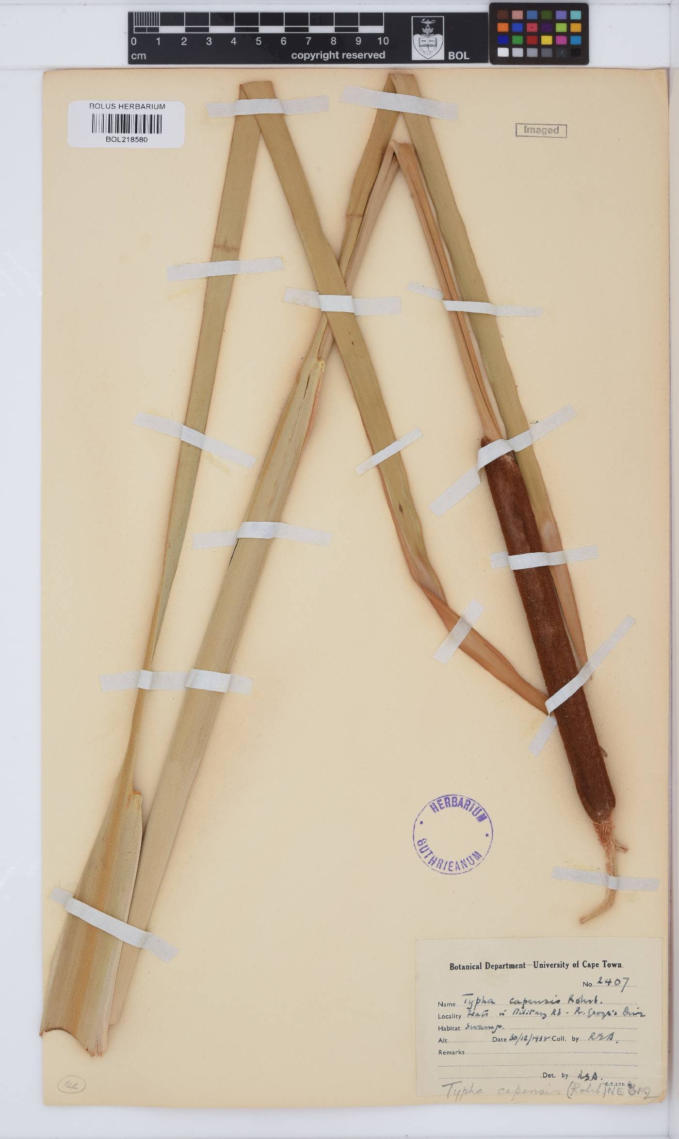 Typha capensis image