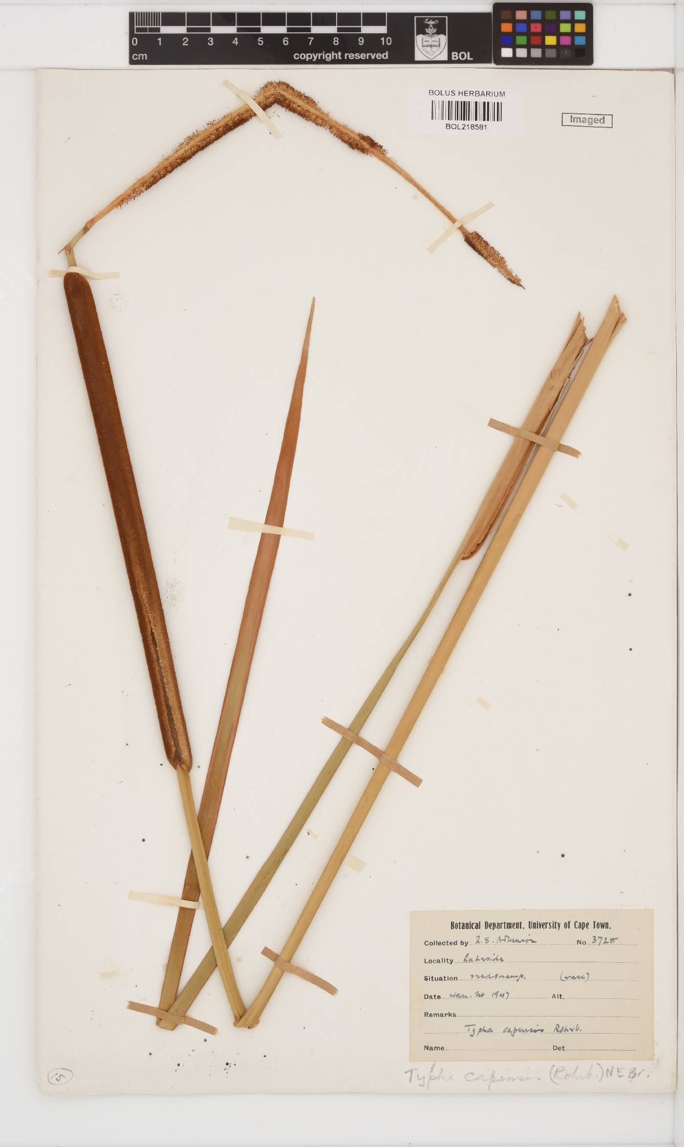 Typha capensis image