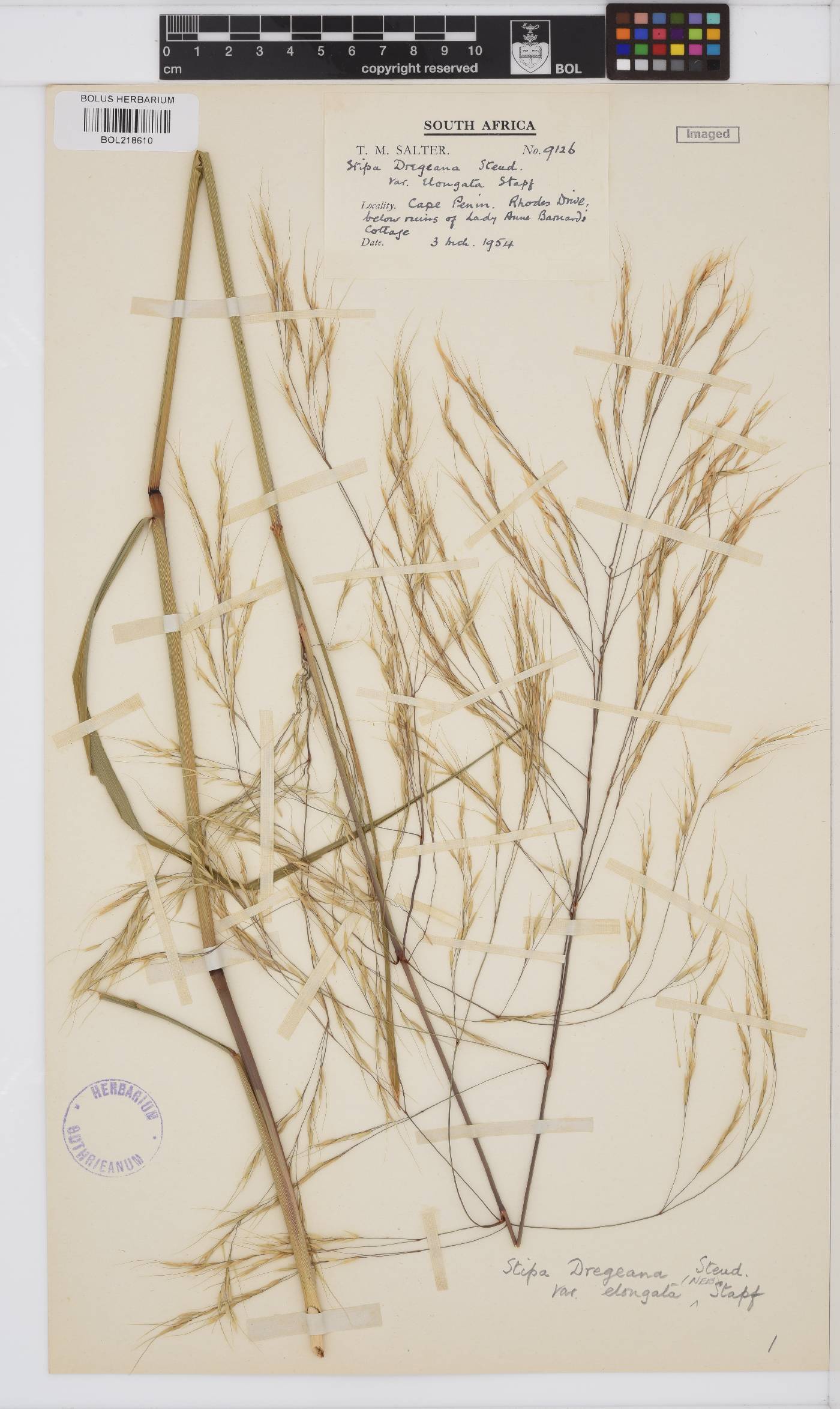 Stipa image