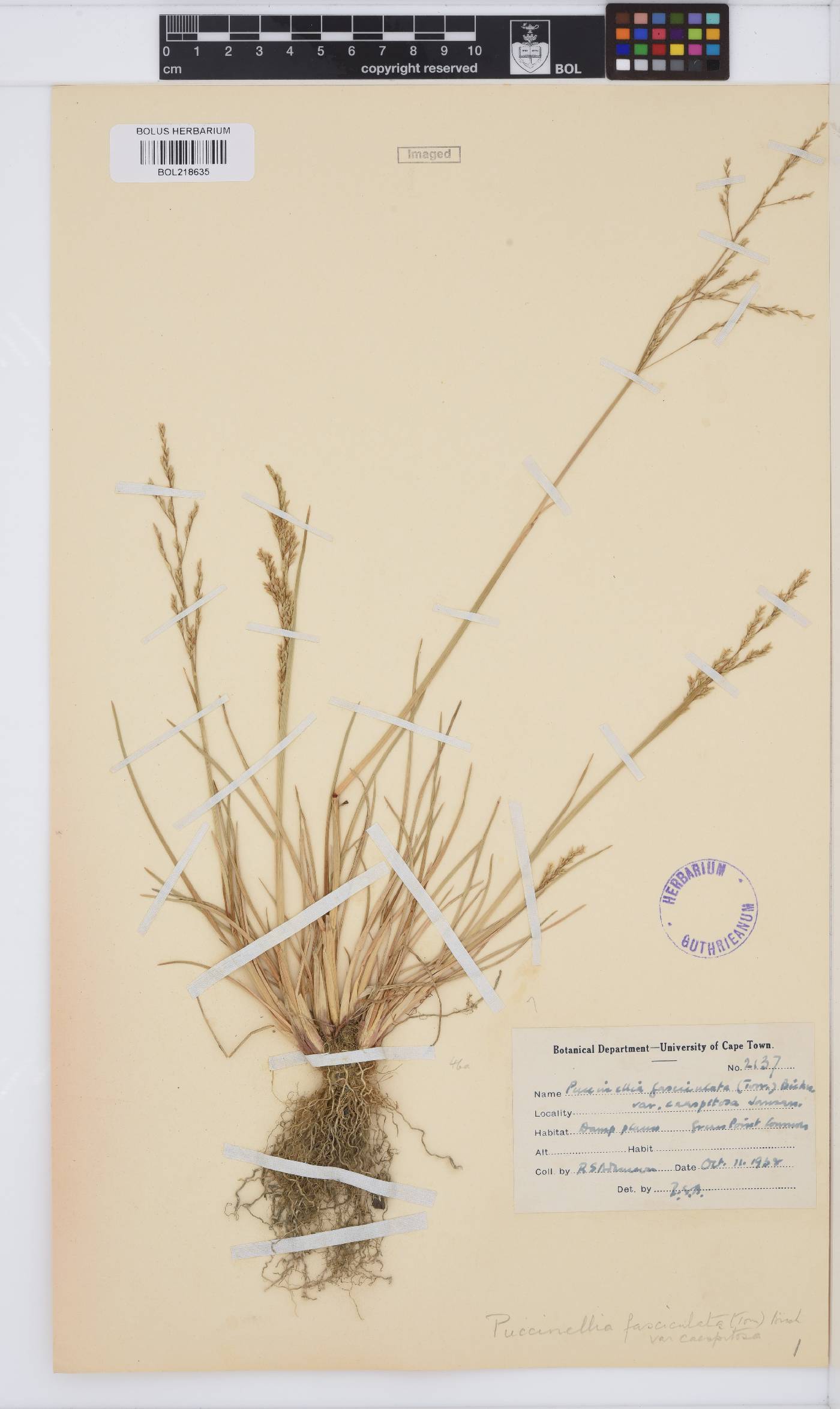 Poaceae image