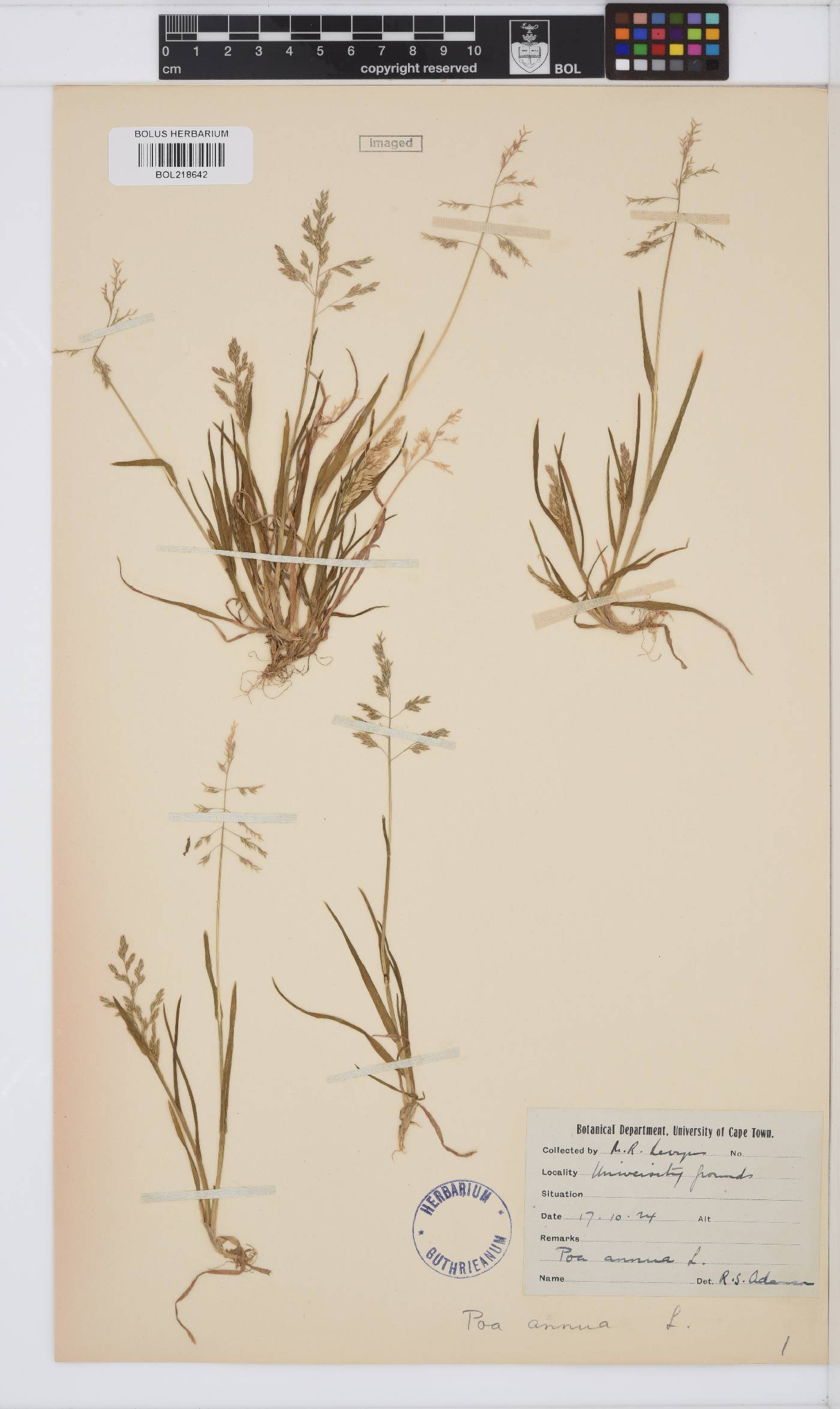 Poa image
