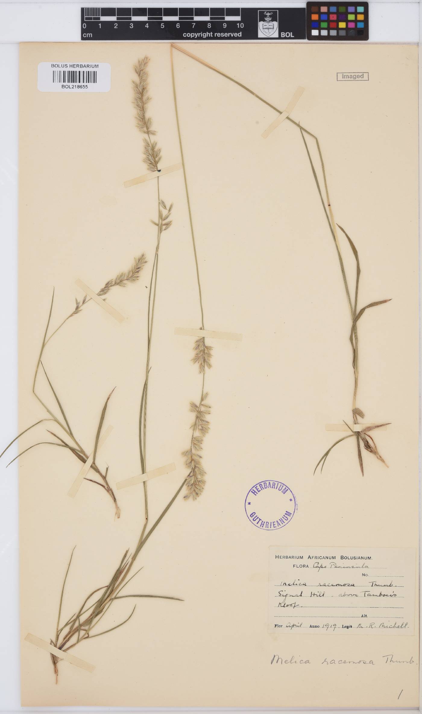 Melica racemosa image