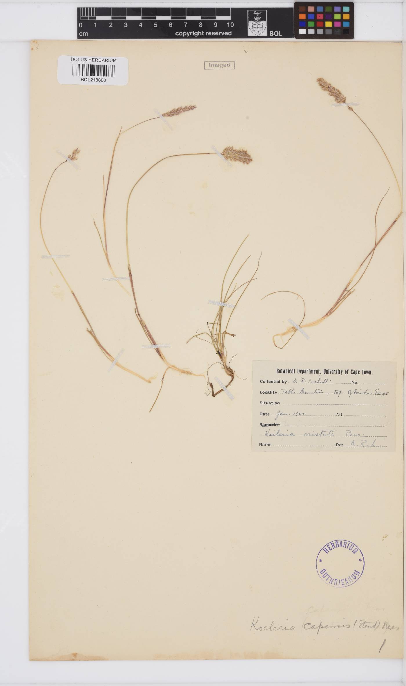 Koeleria capensis image