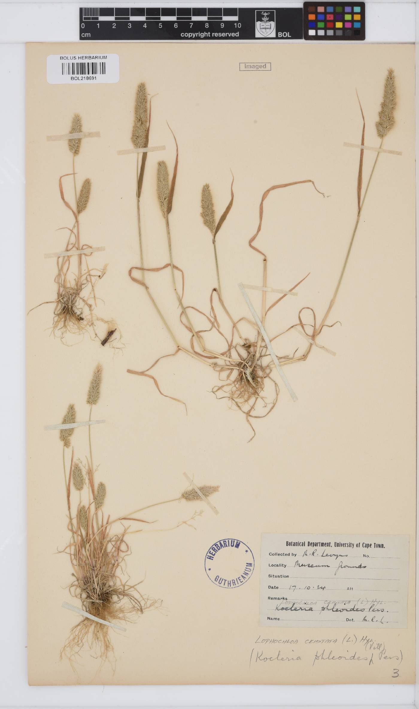 Lophochloa cristata image