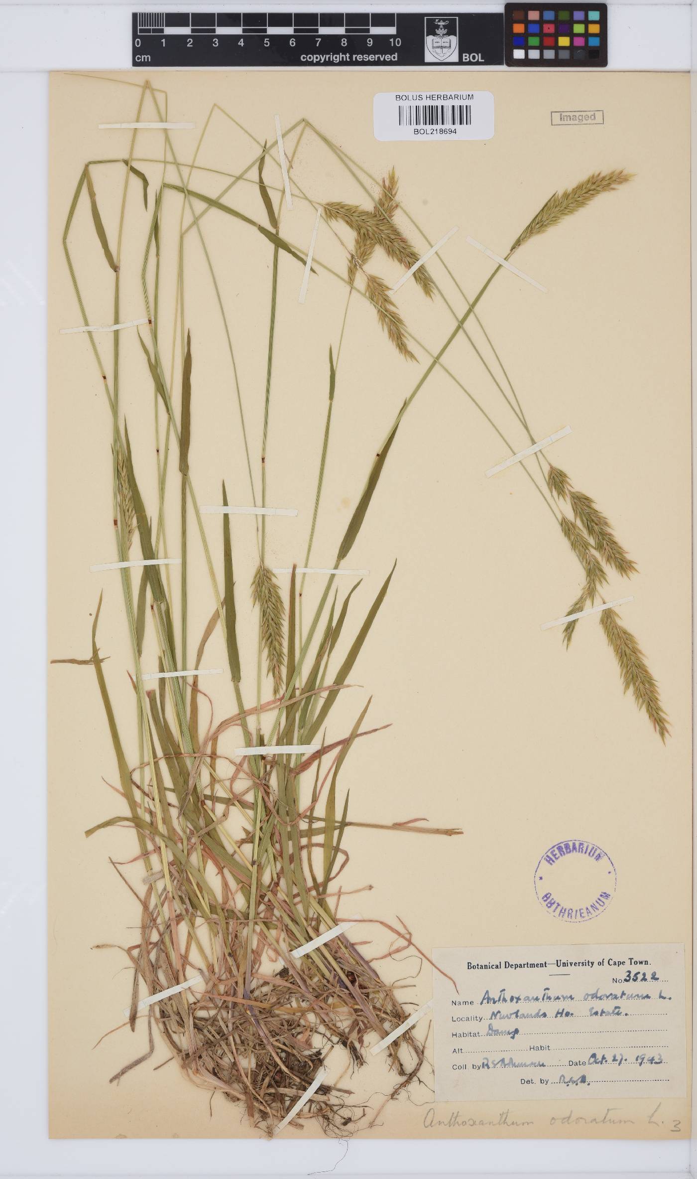 Anthoxanthum odoratum image
