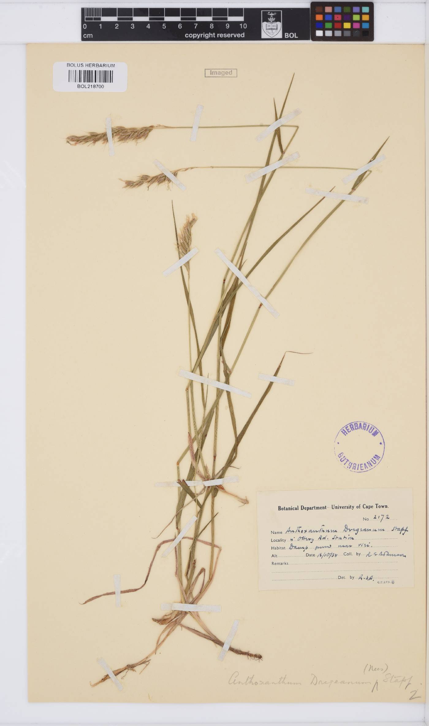 Anthoxanthum dregeanum image