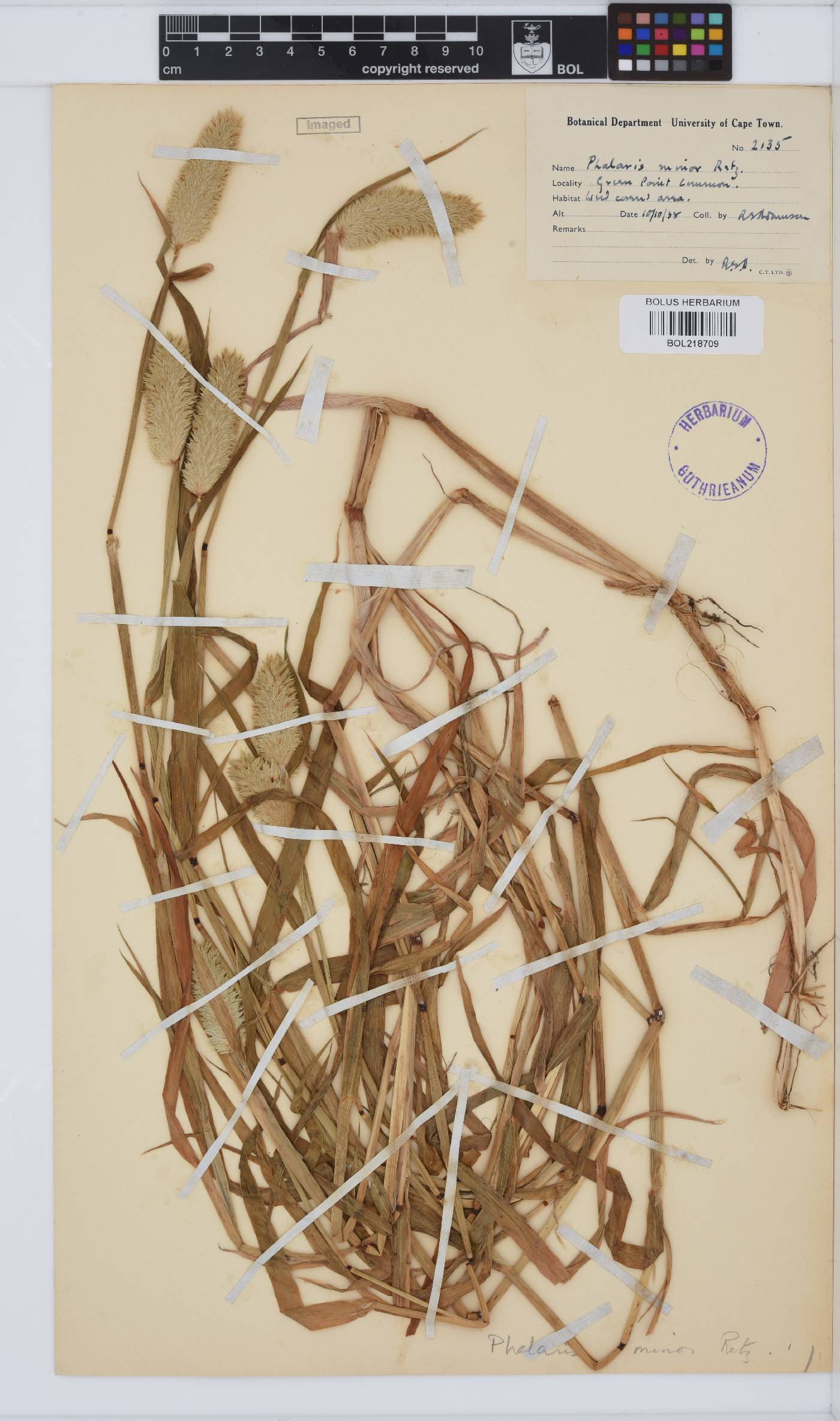 Phalaris image