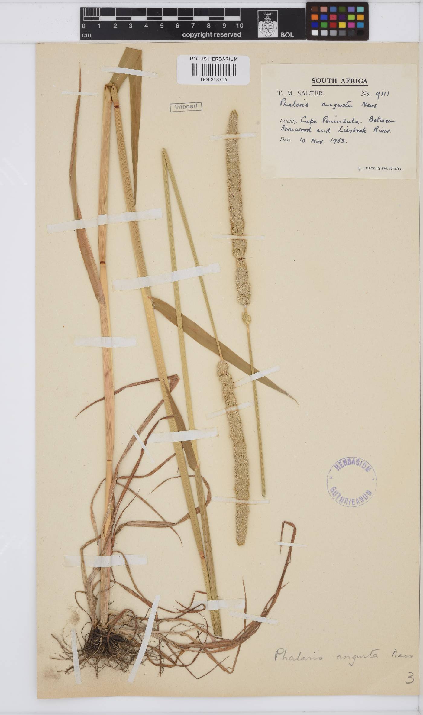 Phalaris angusta image