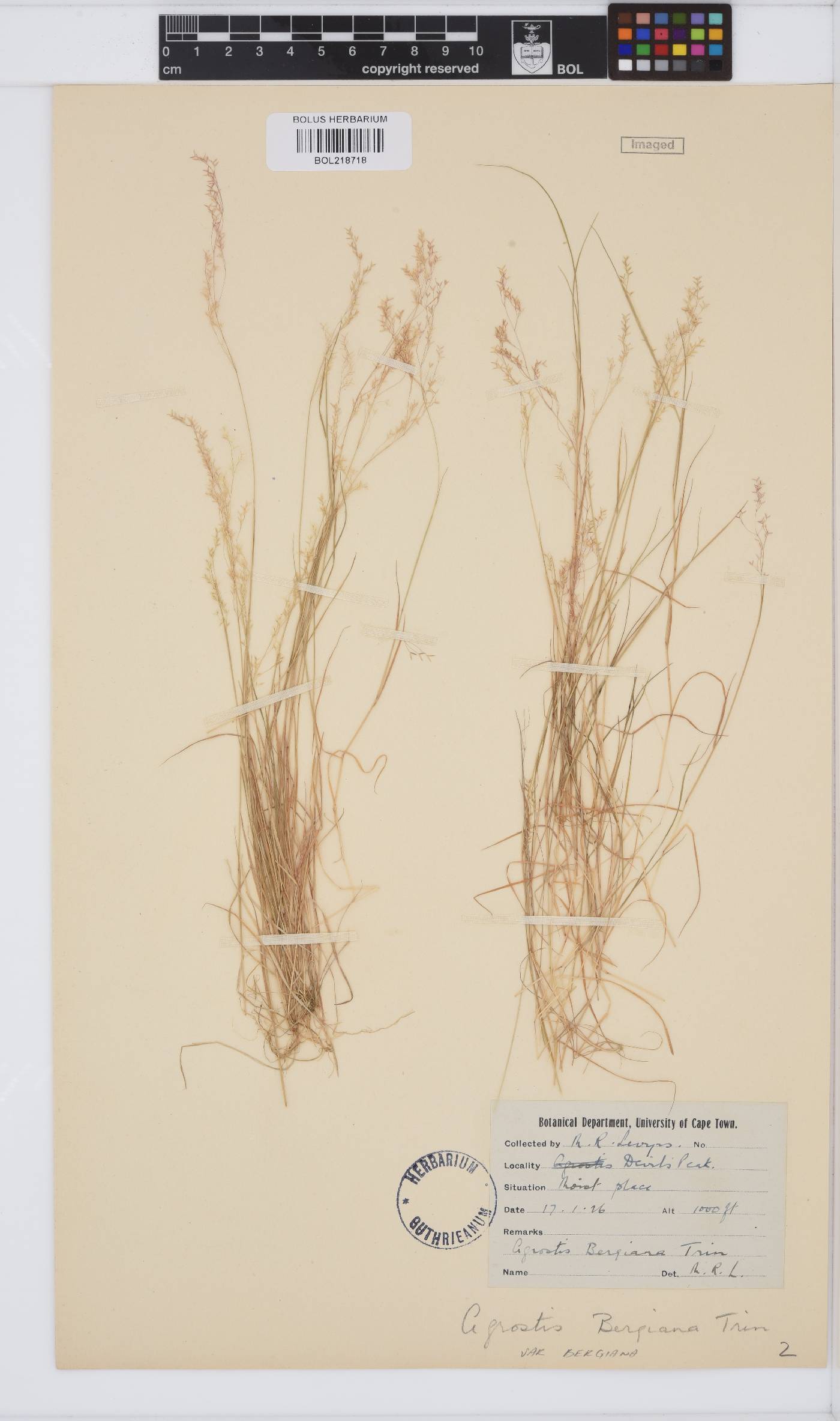 Agrostis bergiana image