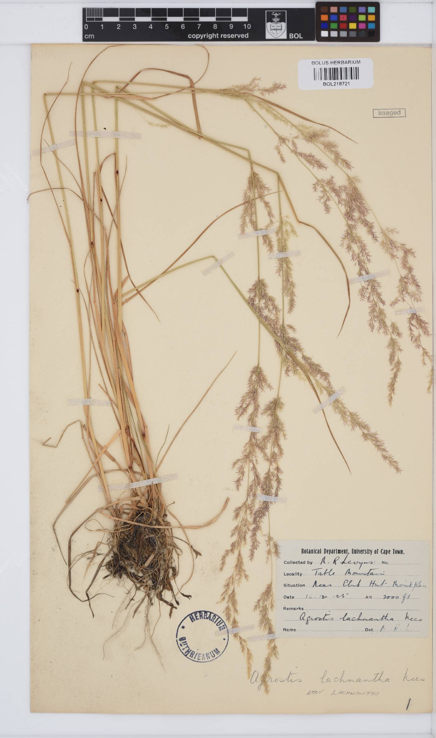 Agrostis lachnantha var. lachnantha image