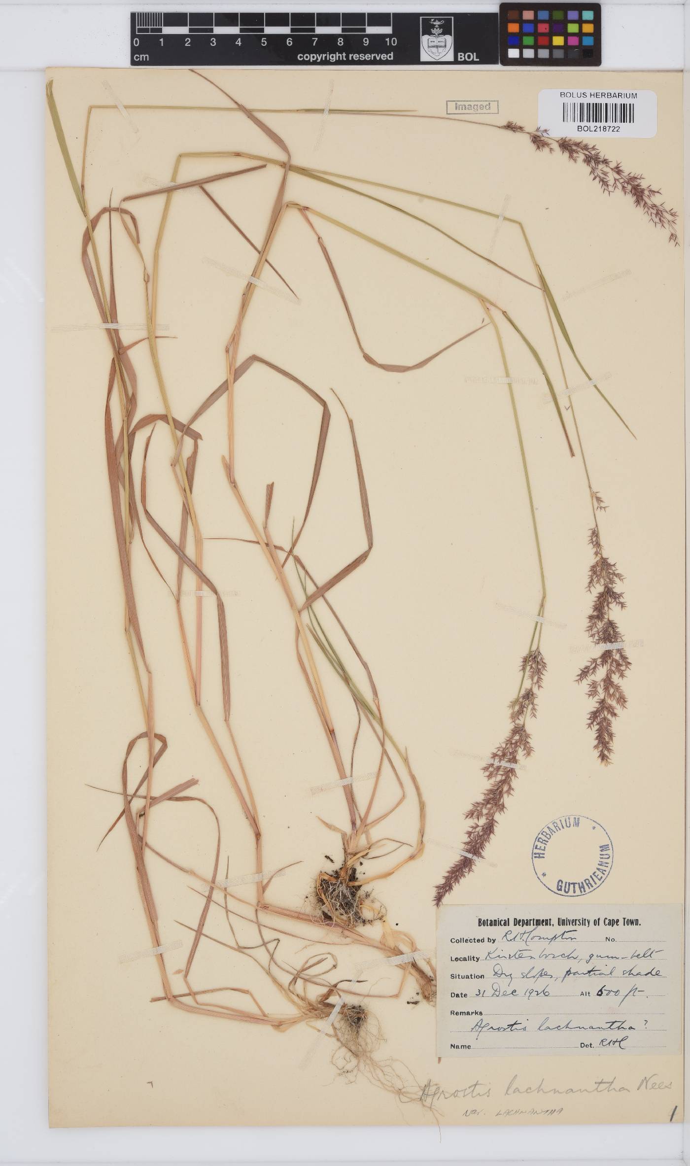 Agrostis image