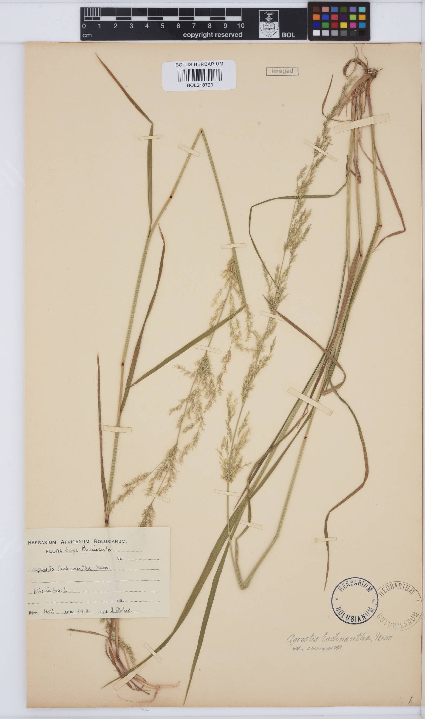 Agrostis lachnantha var. lachnantha image