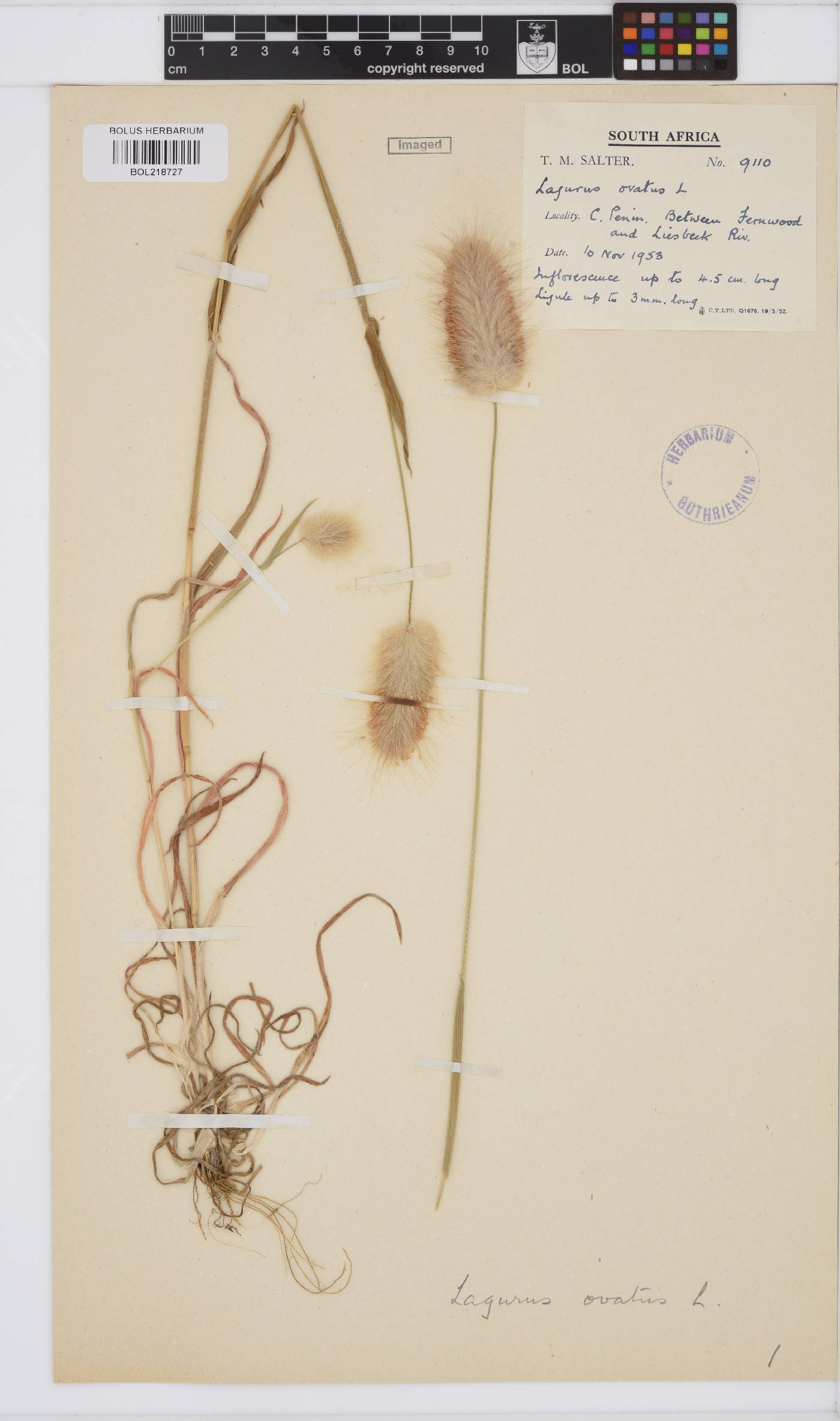 Lagurus ovatus image