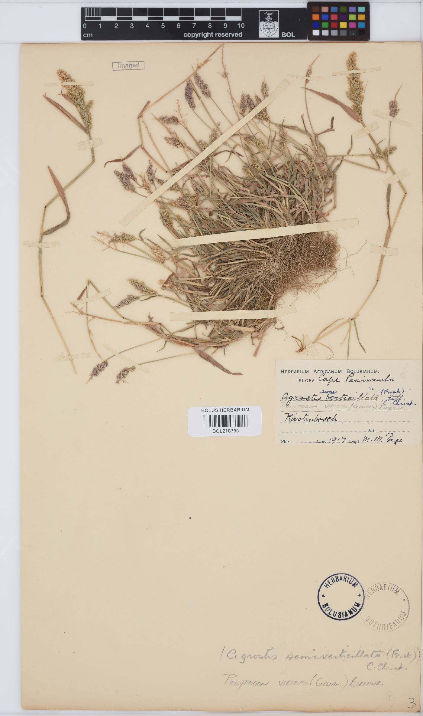 Polypogon viridis image