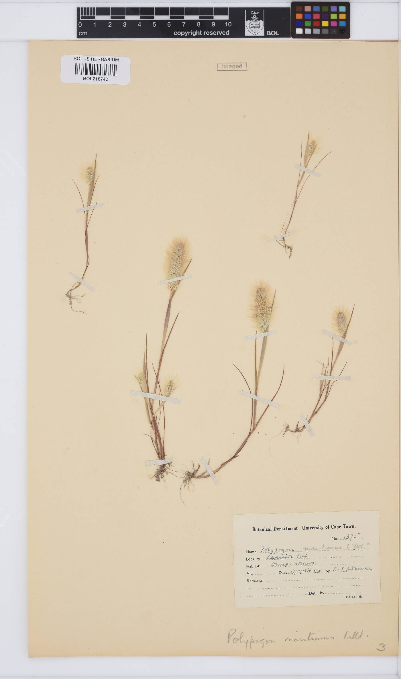 Polypogon maritimus image