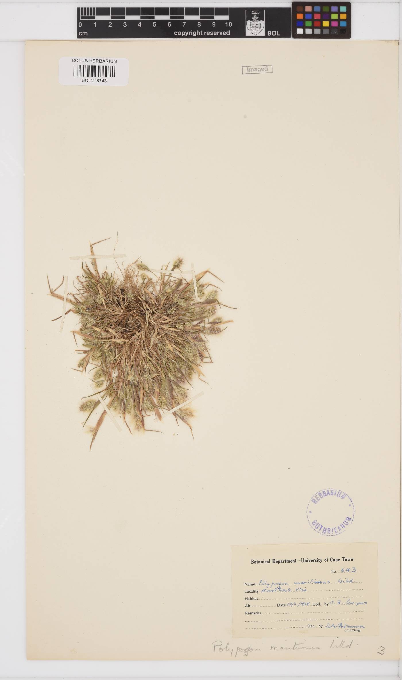 Polypogon maritimus image