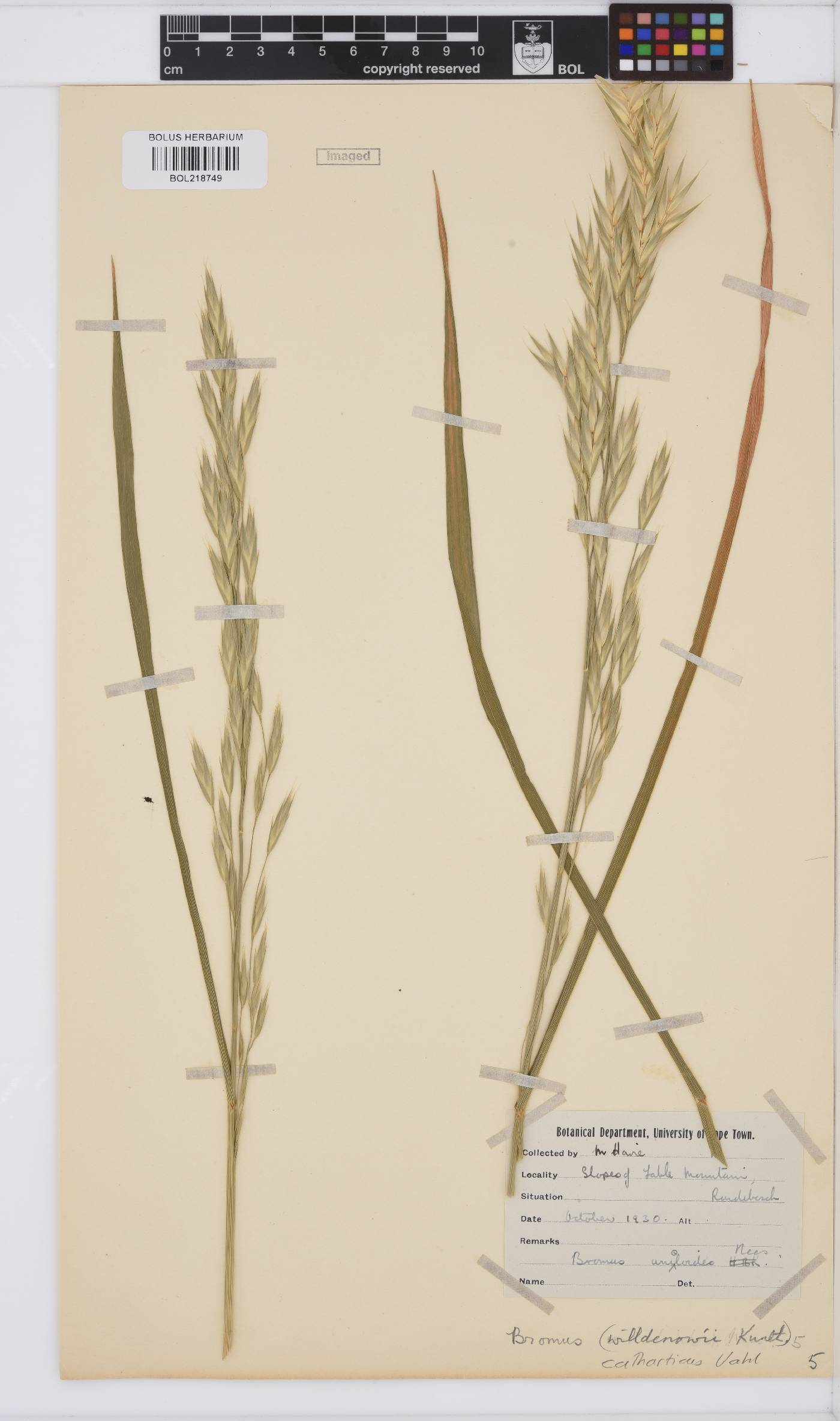 Bromus catharticus image