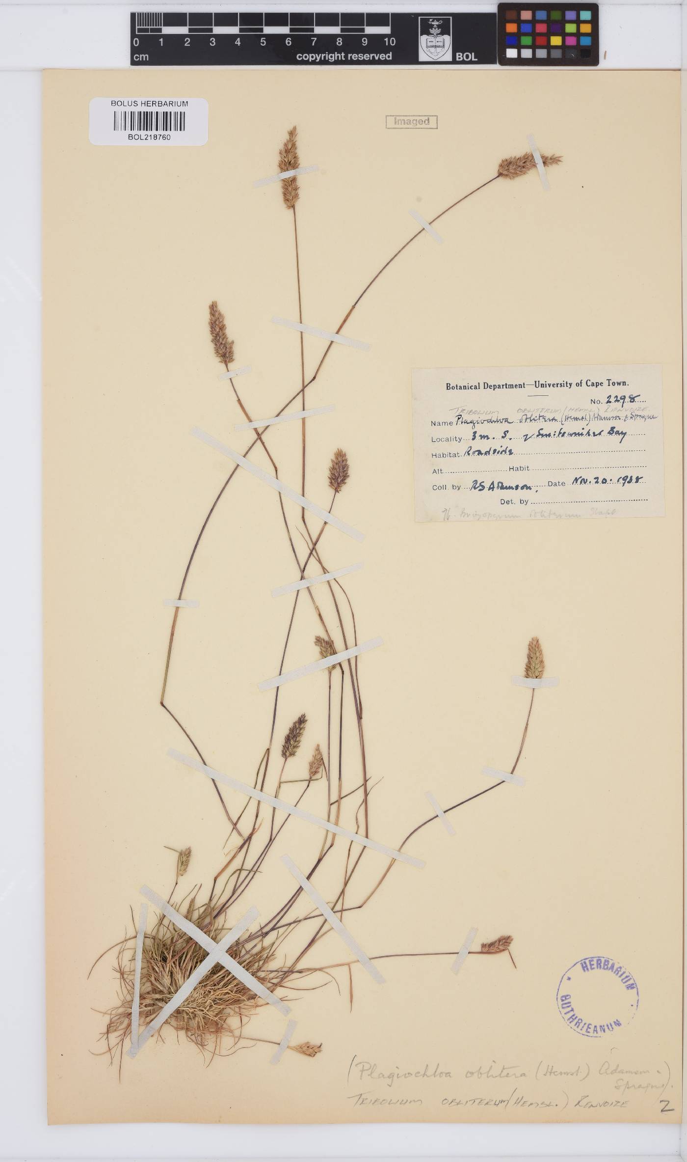 Tribolium obliterum image