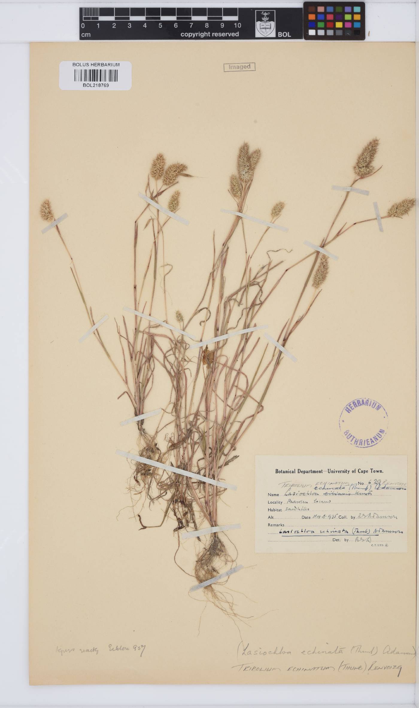 Tribolium echinatum image