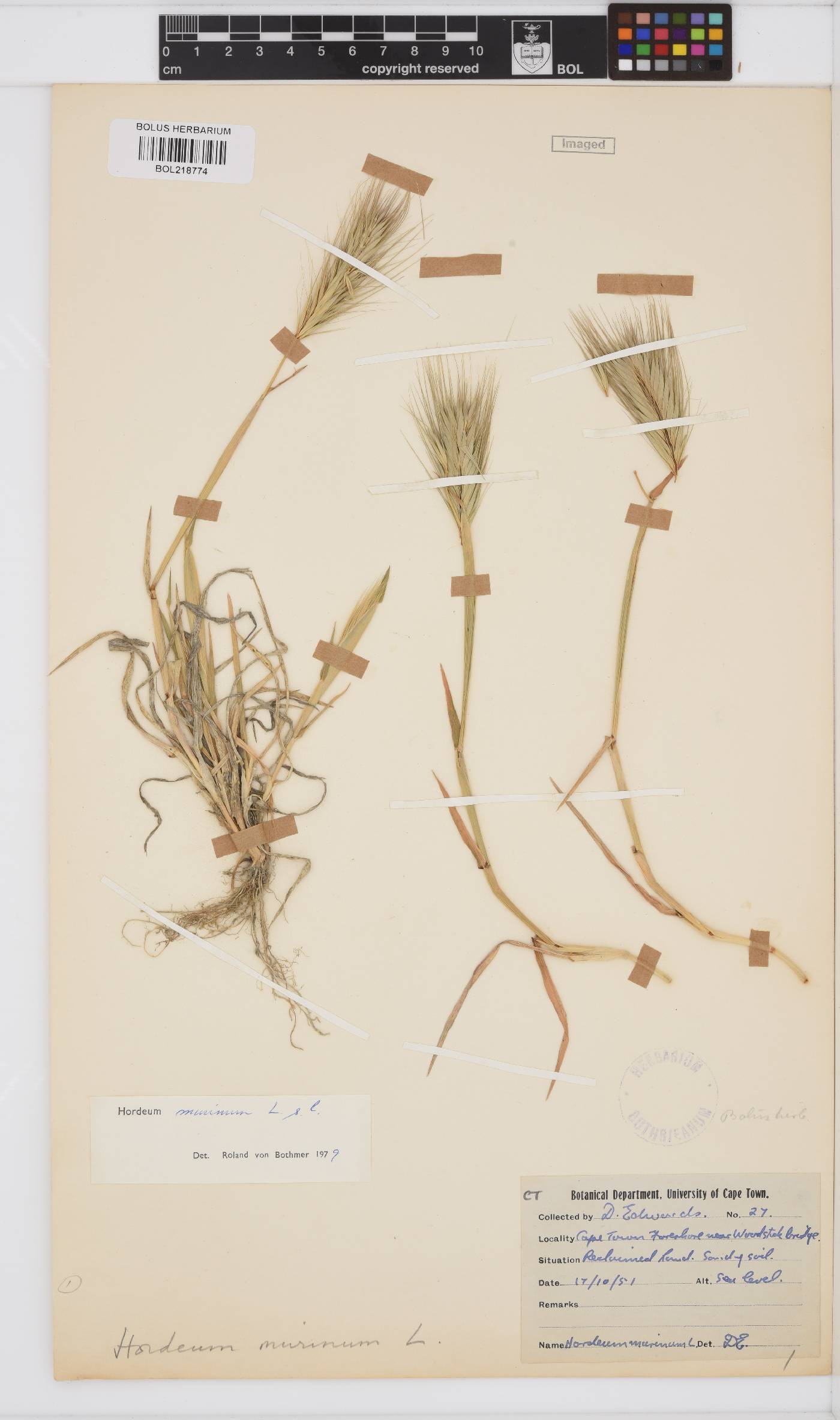 Hordeum murinum image