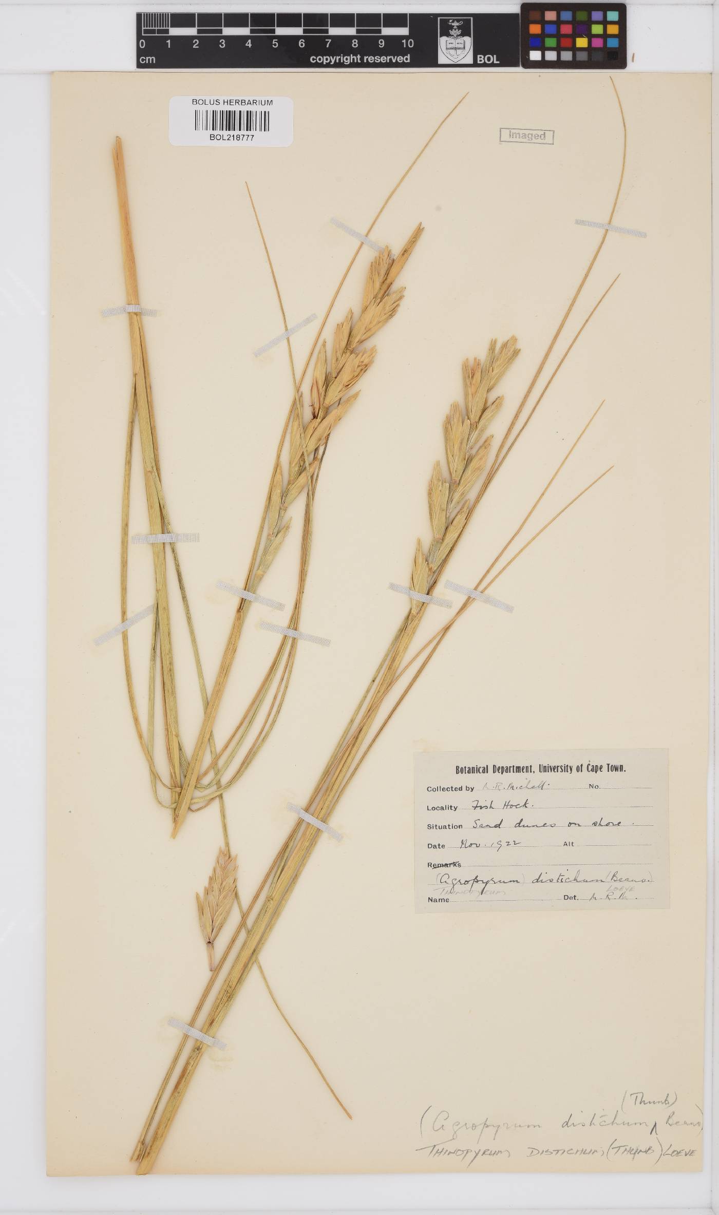 Thinopyrum image