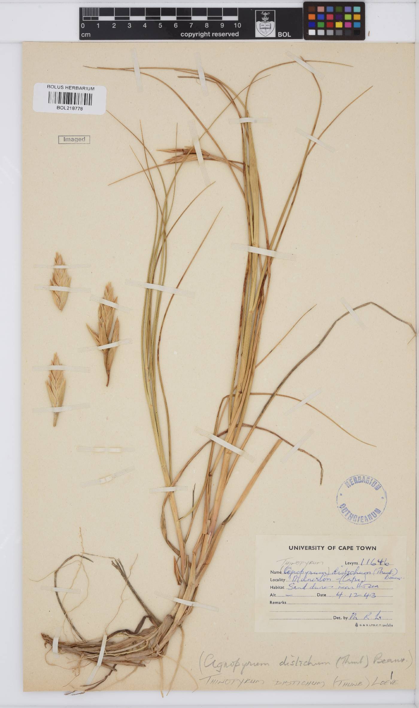 Thinopyrum distichum image