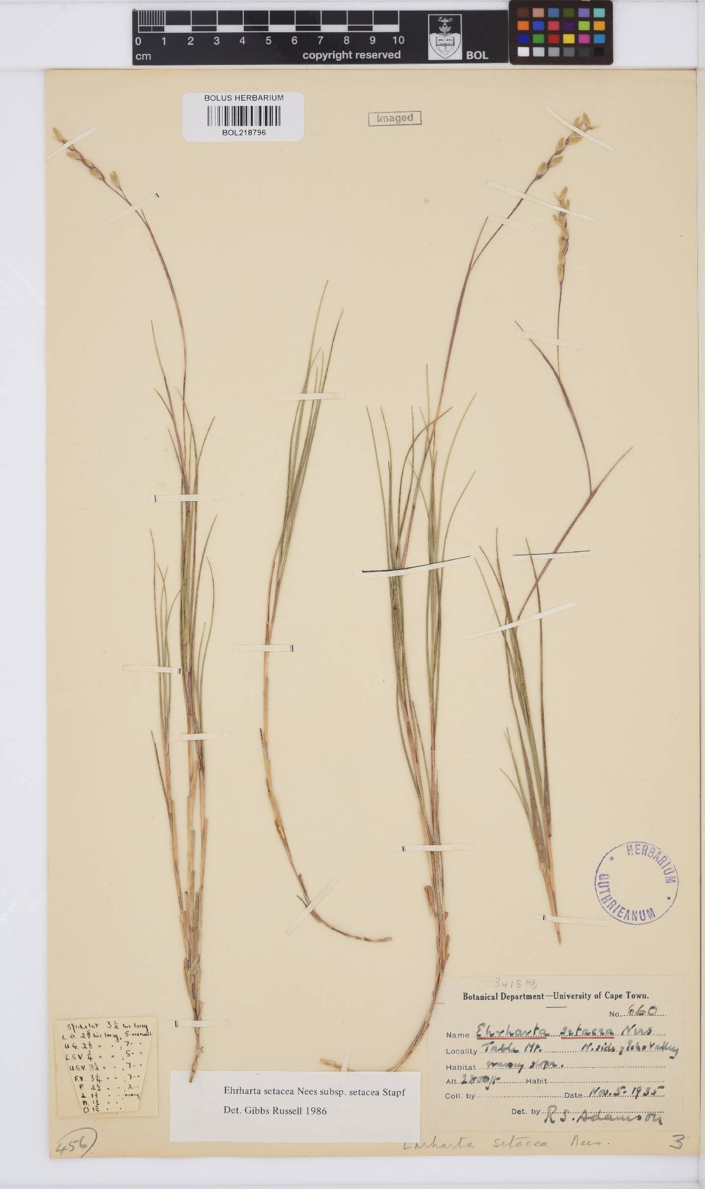 Ehrharta setacea subsp. setacea image